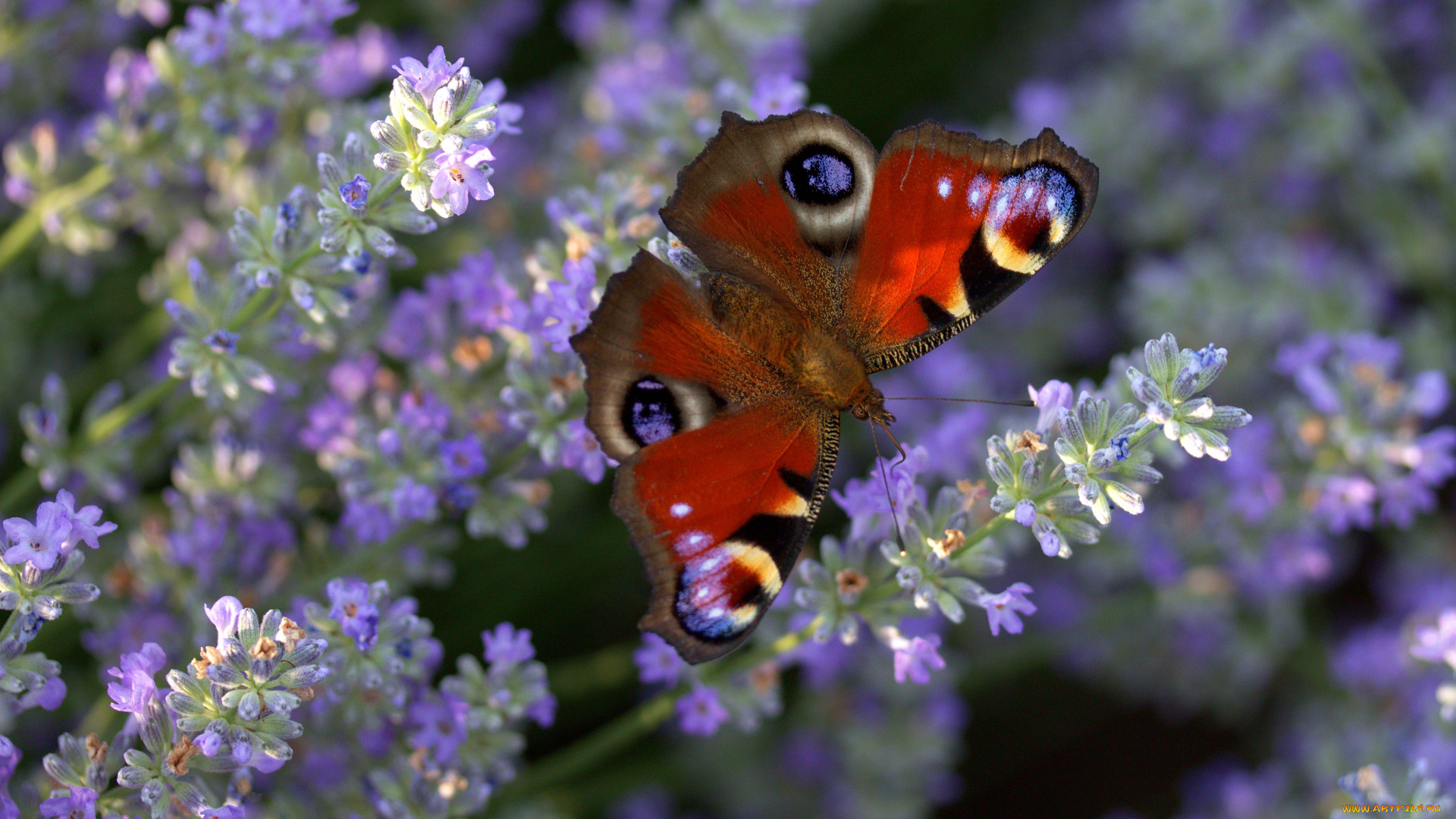 животные, бабочки, , мотыльки, , моли, цветы