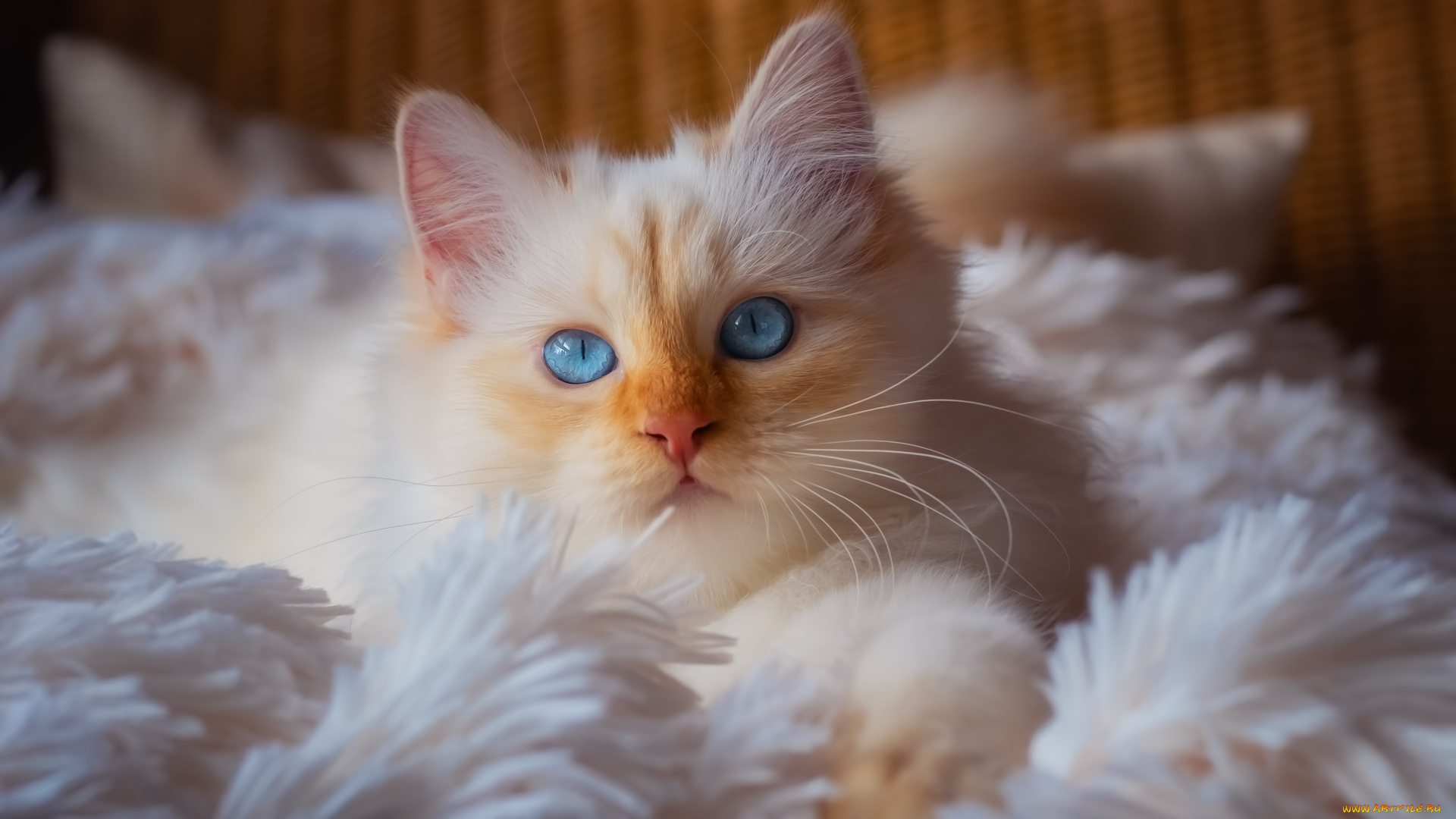 животные, коты, кот, кошка