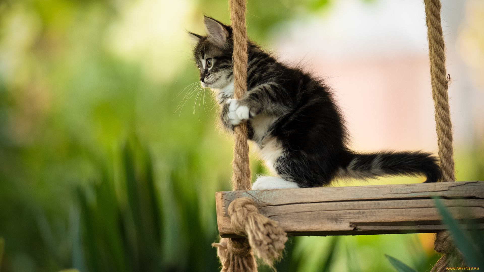 животные, коты, кот, кошка, котёнок