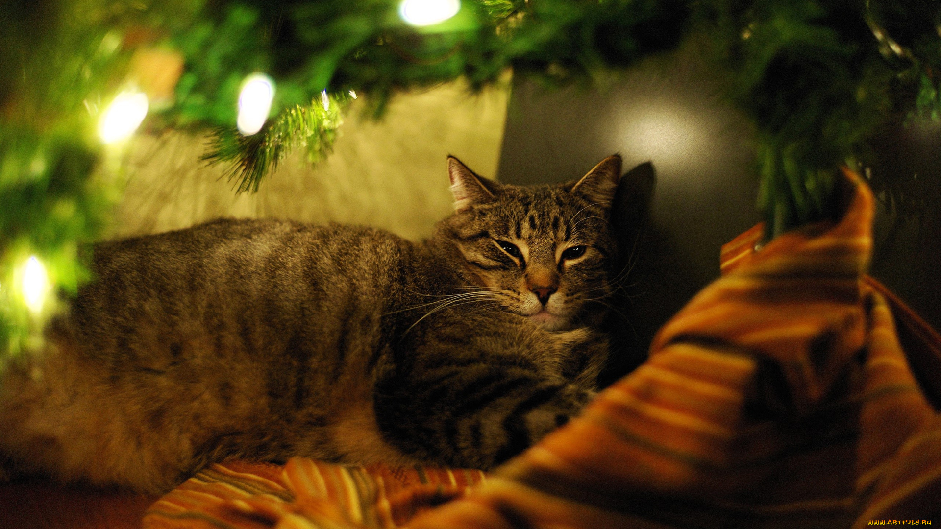 животные, коты, кот, прищур, ёлка, гирлянда