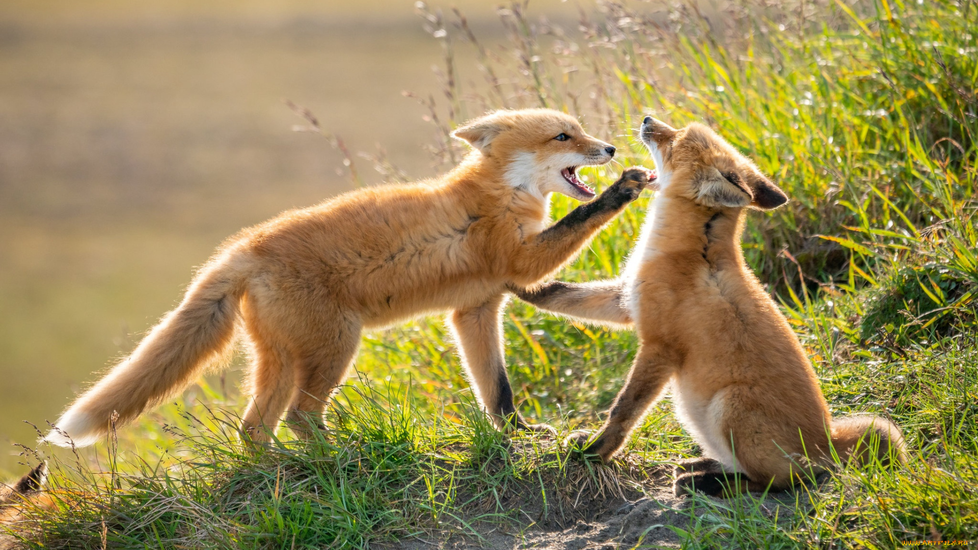 животные, лисы, лисята