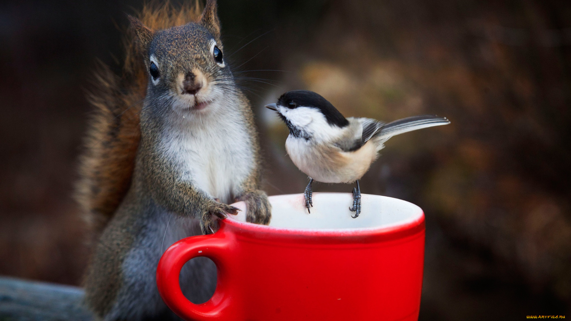 животные, разные, вместе, белка