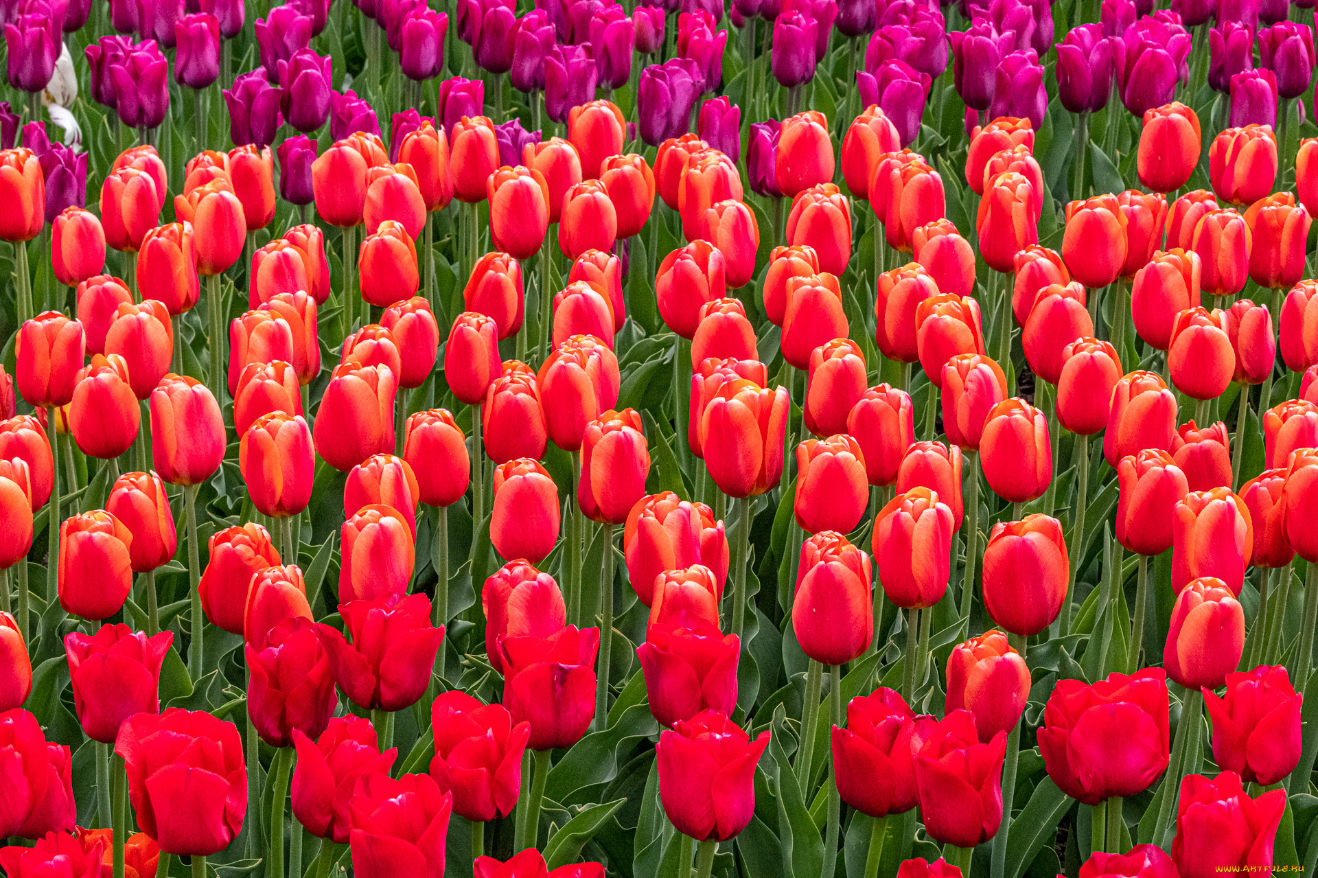 цветы, тюльпаны