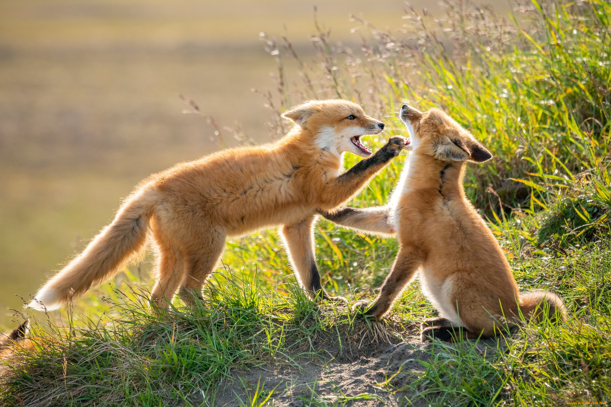 животные, лисы, лисята