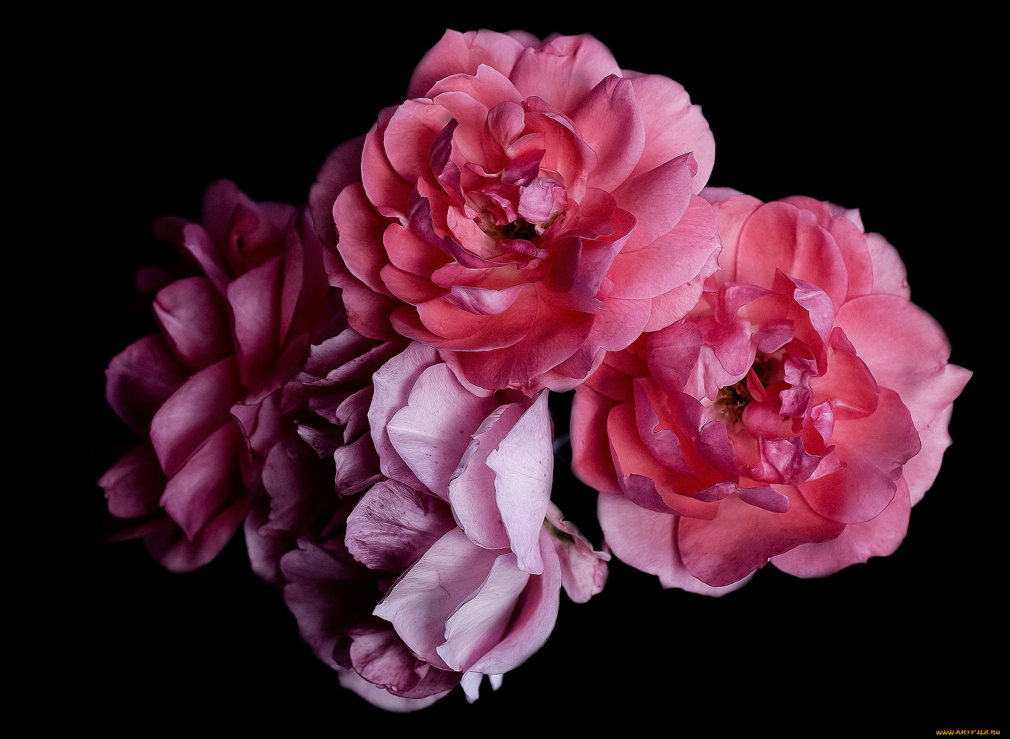 цветы, розы