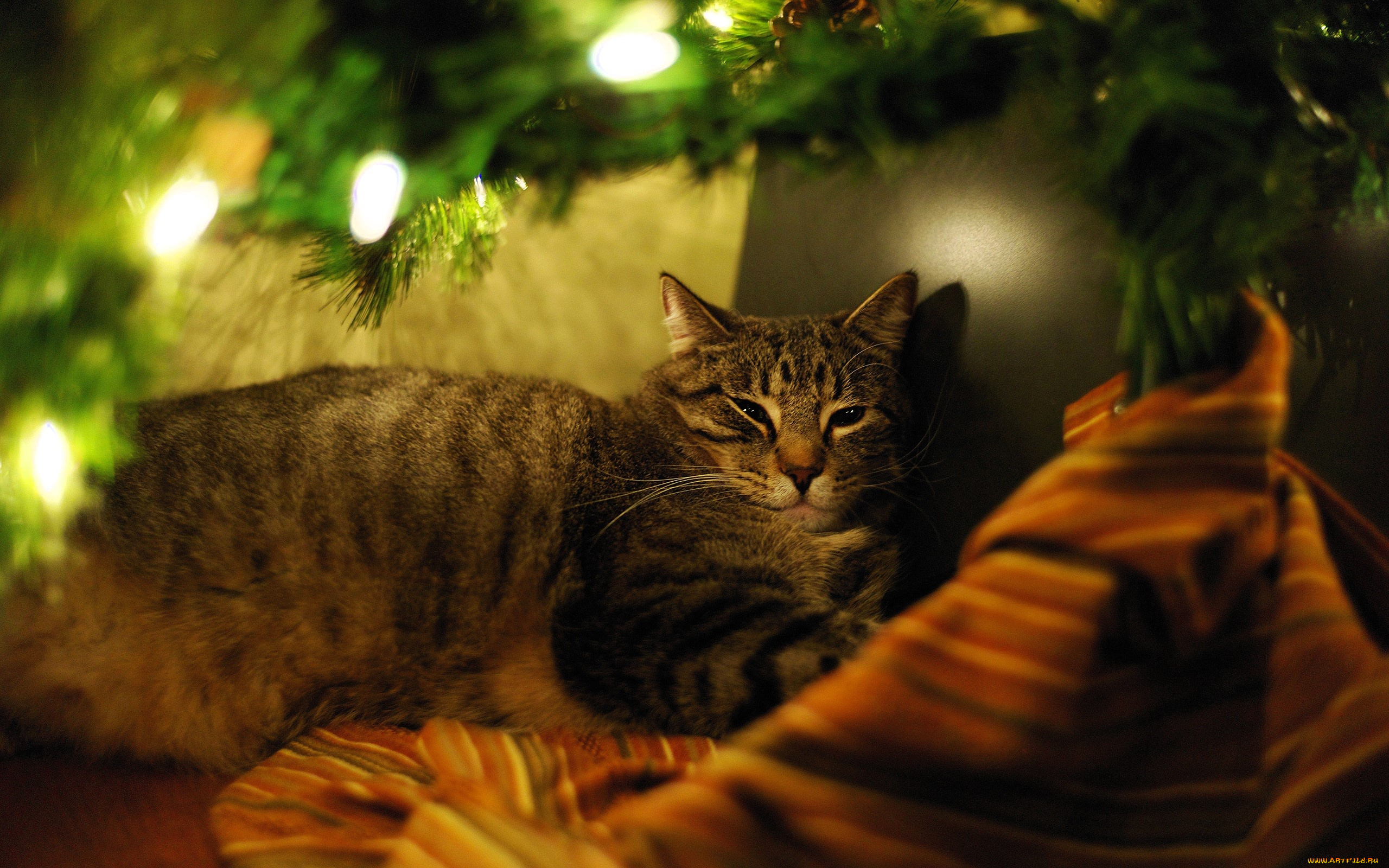 животные, коты, кот, прищур, ёлка, гирлянда