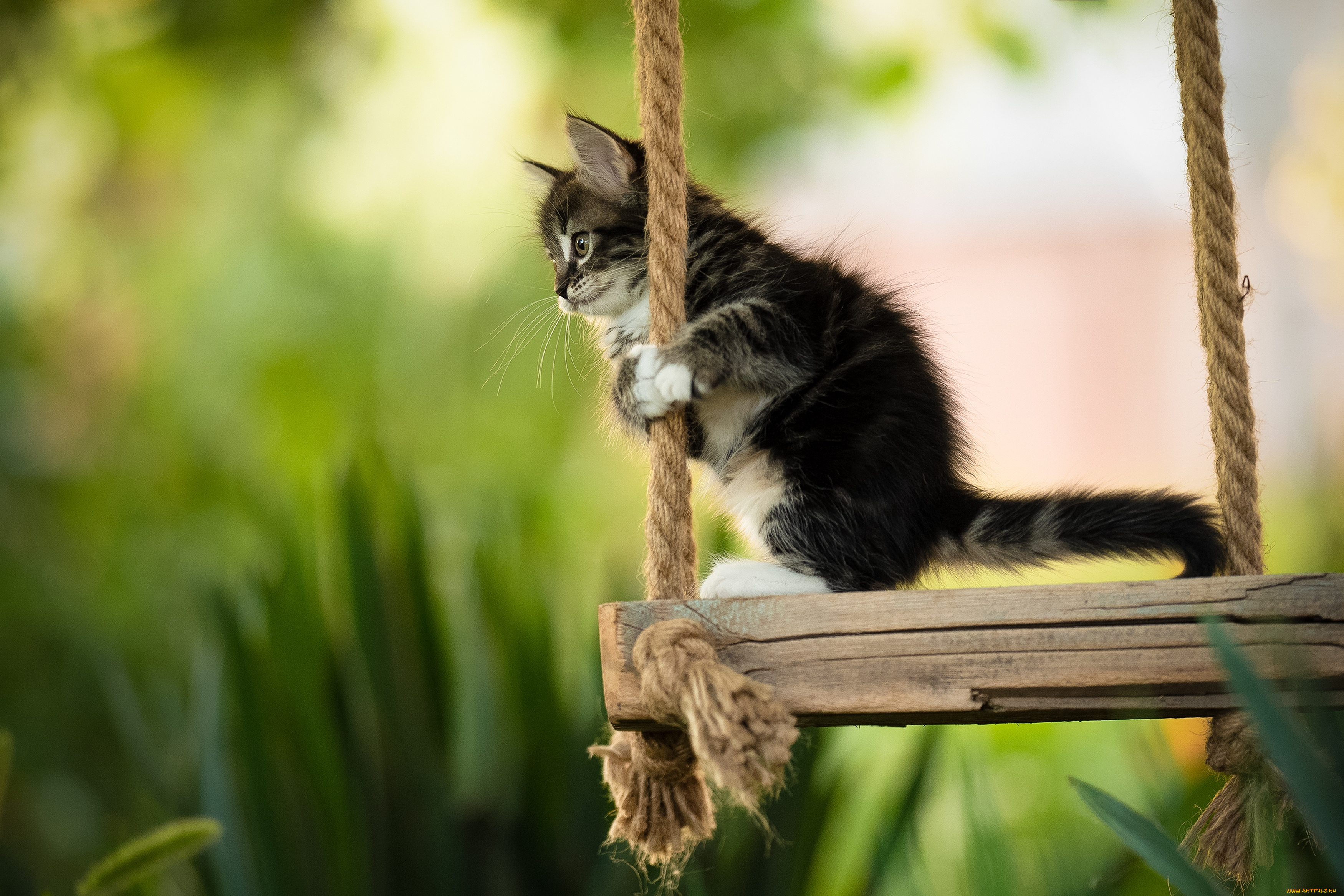 животные, коты, кот, кошка, котёнок