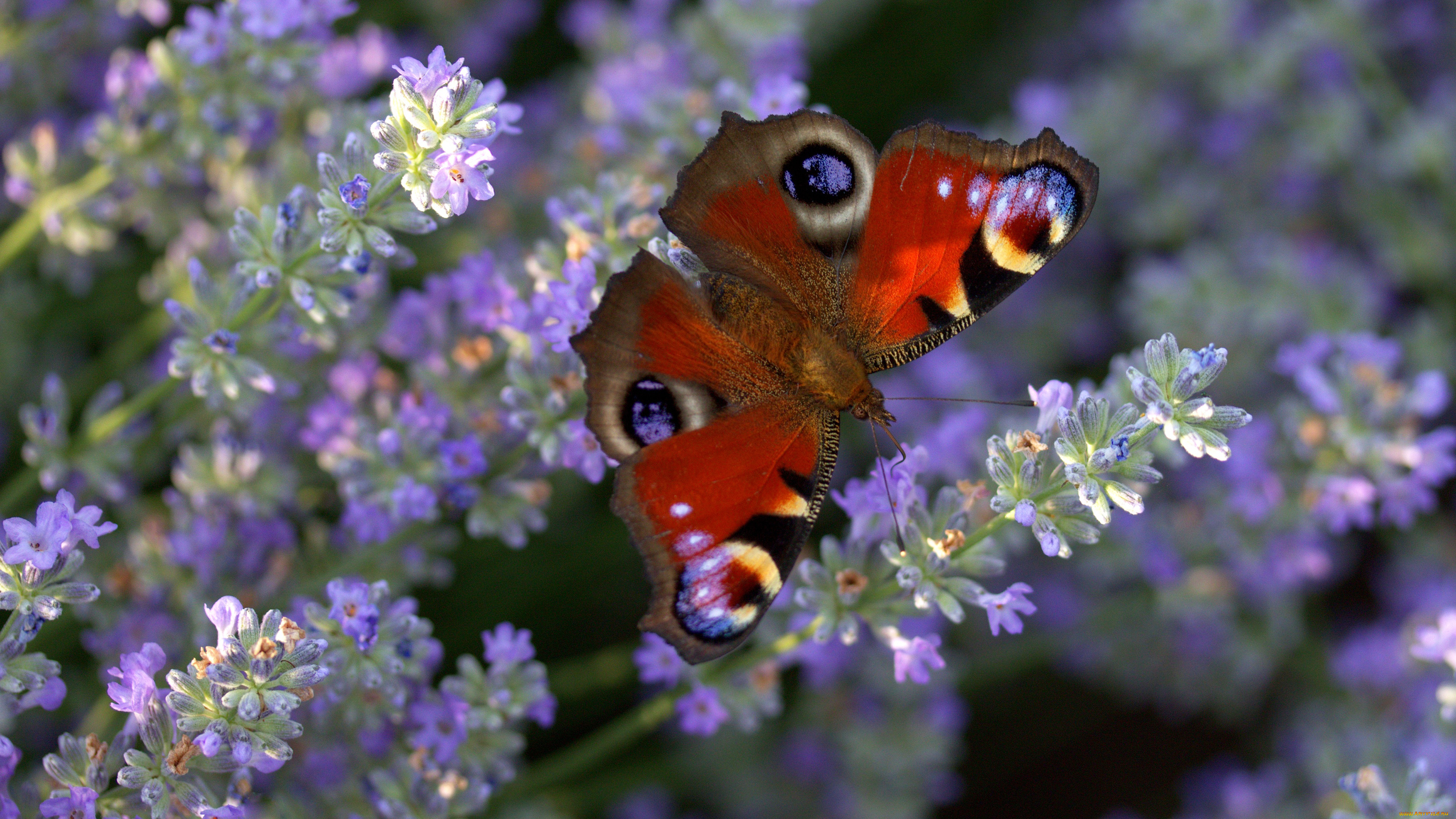животные, бабочки, , мотыльки, , моли, цветы