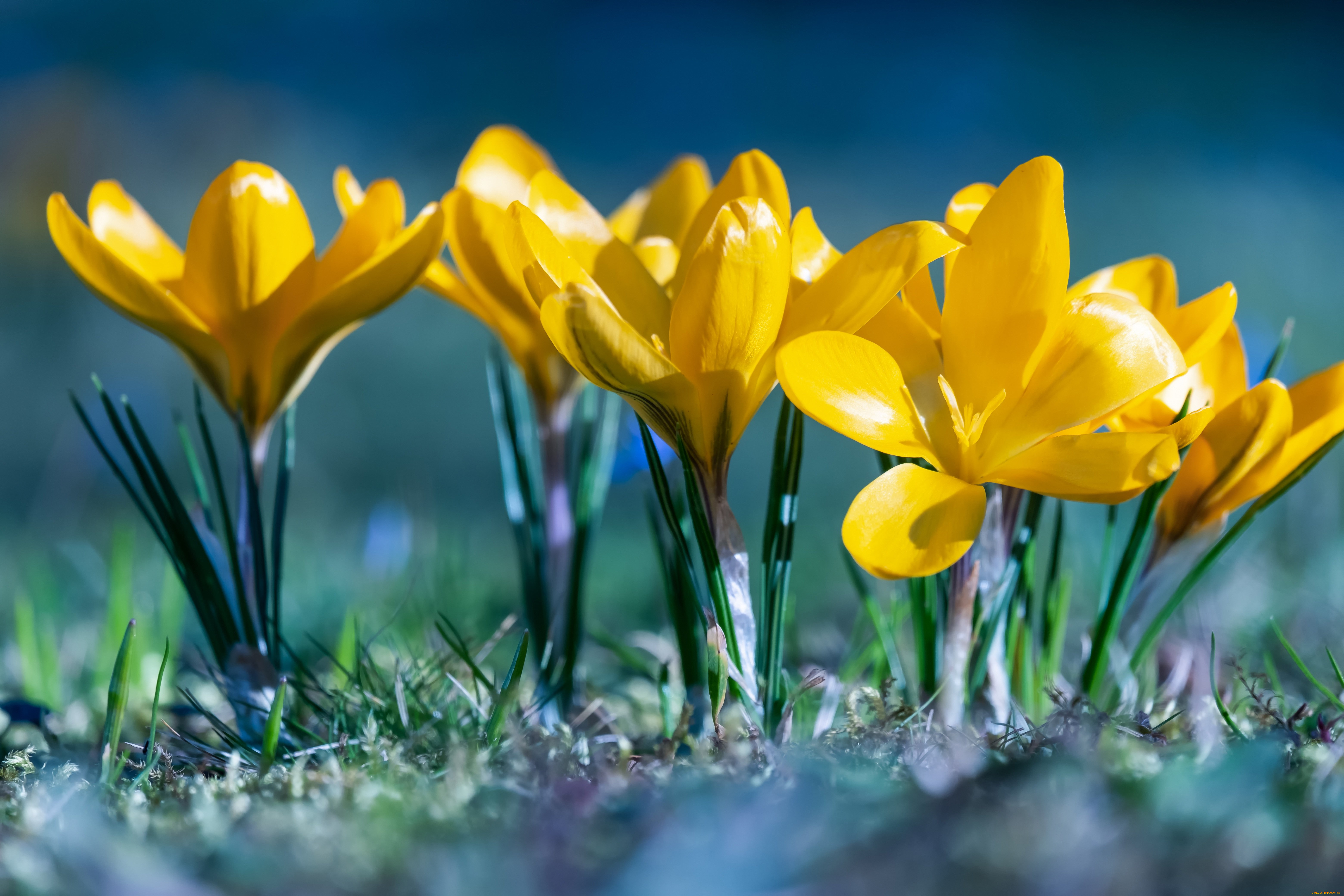 цветы, крокусы