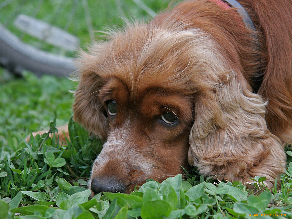 алексей, Яшкин, ричи, любит, погрустить, животные, собаки