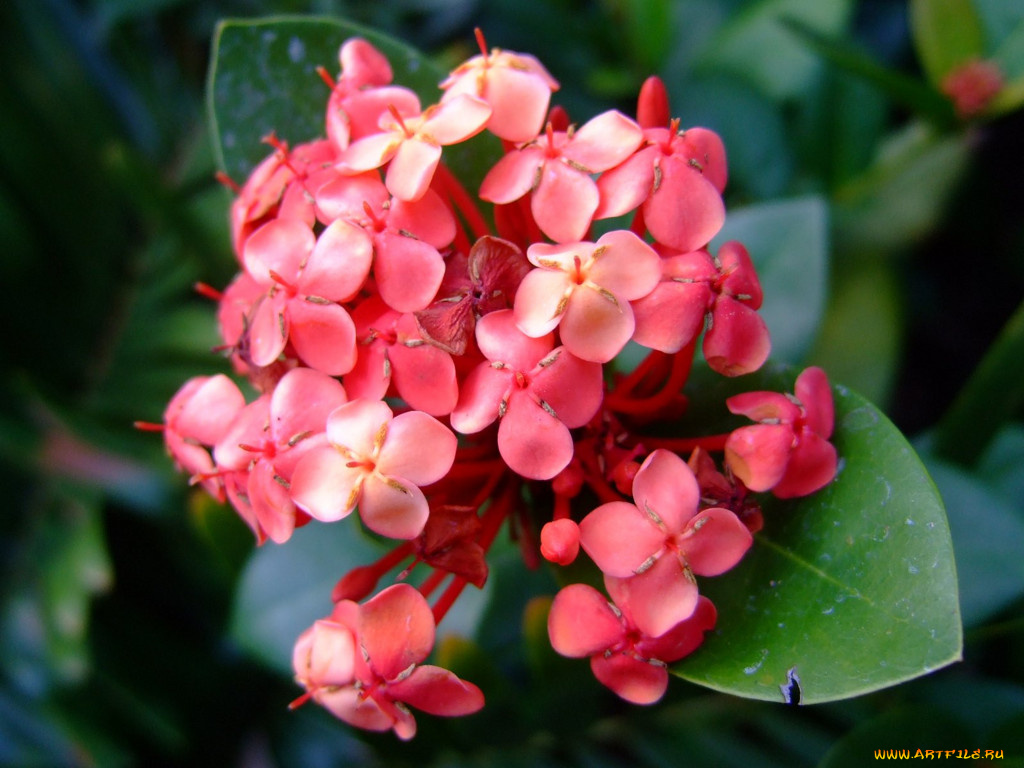 цветы, клеродендрумы