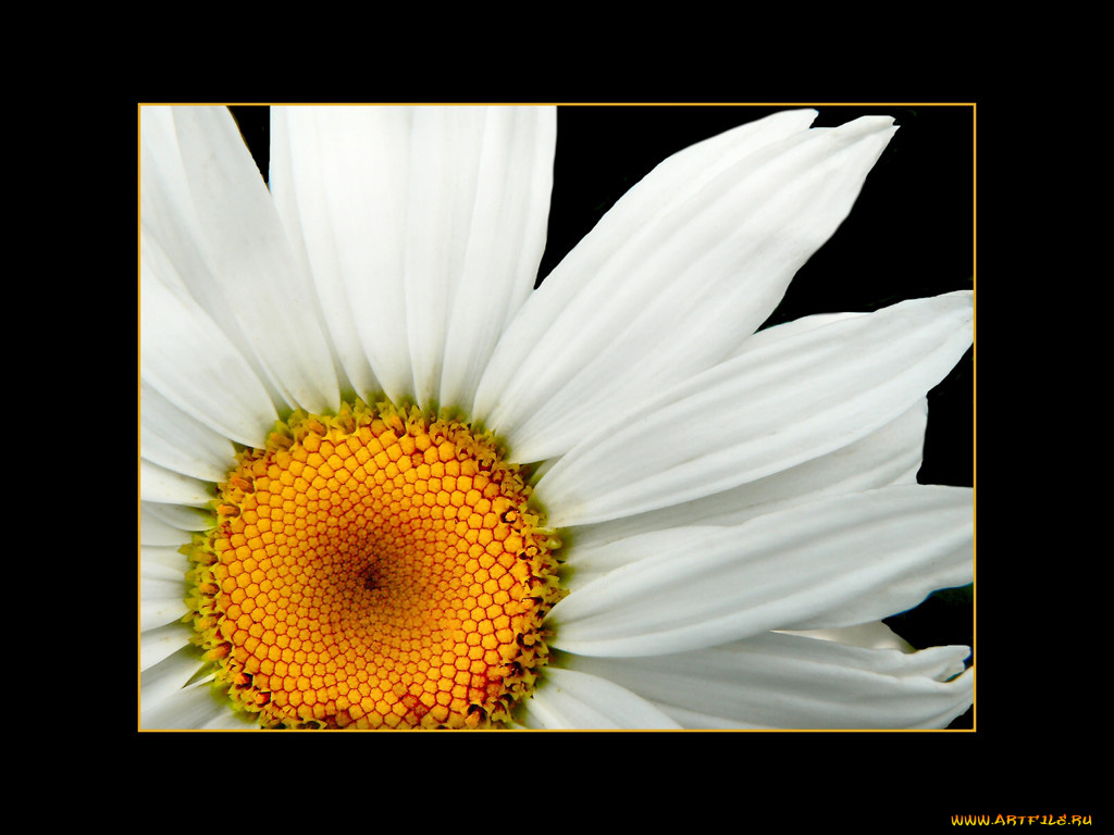 цветы, ромашки