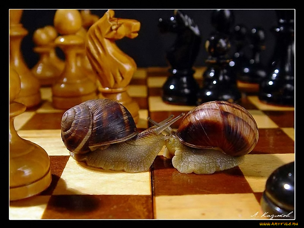 казюков, неспешные, игры, животные, улитки