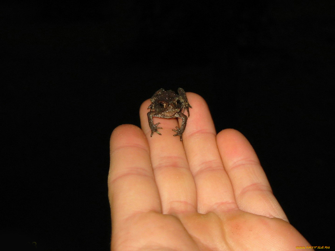 джордж, вашингтон, целовать, не, животные, лягушки