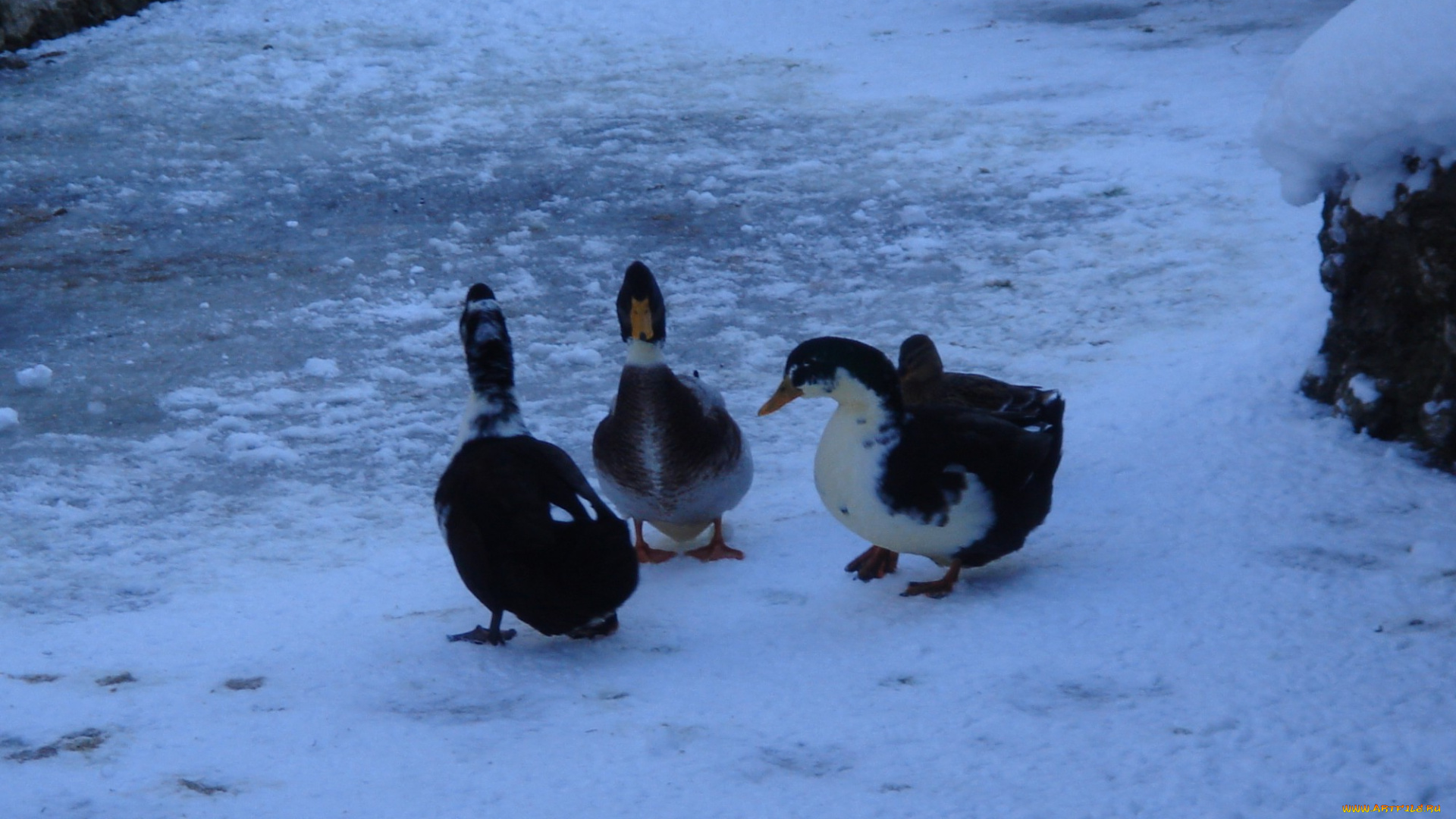 животные, гуси