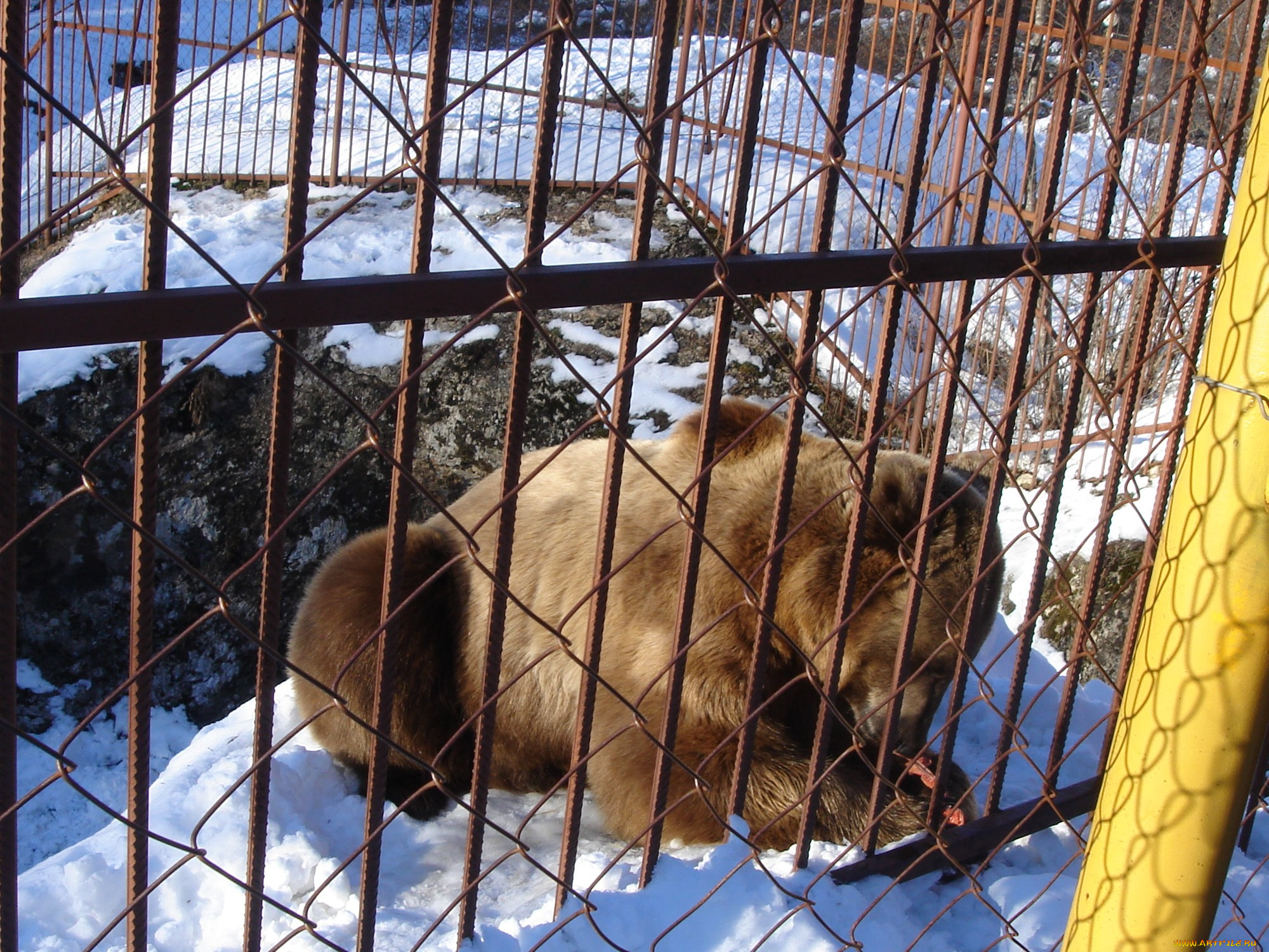лезть, вольер, ради, кадра, никто, не, захотел, животные, медведи