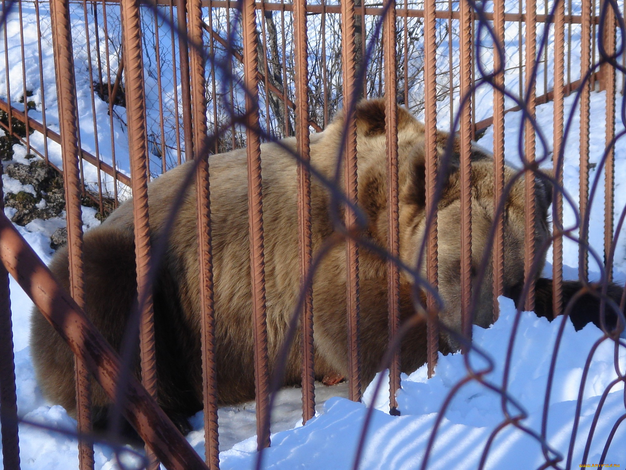 животные, медведи