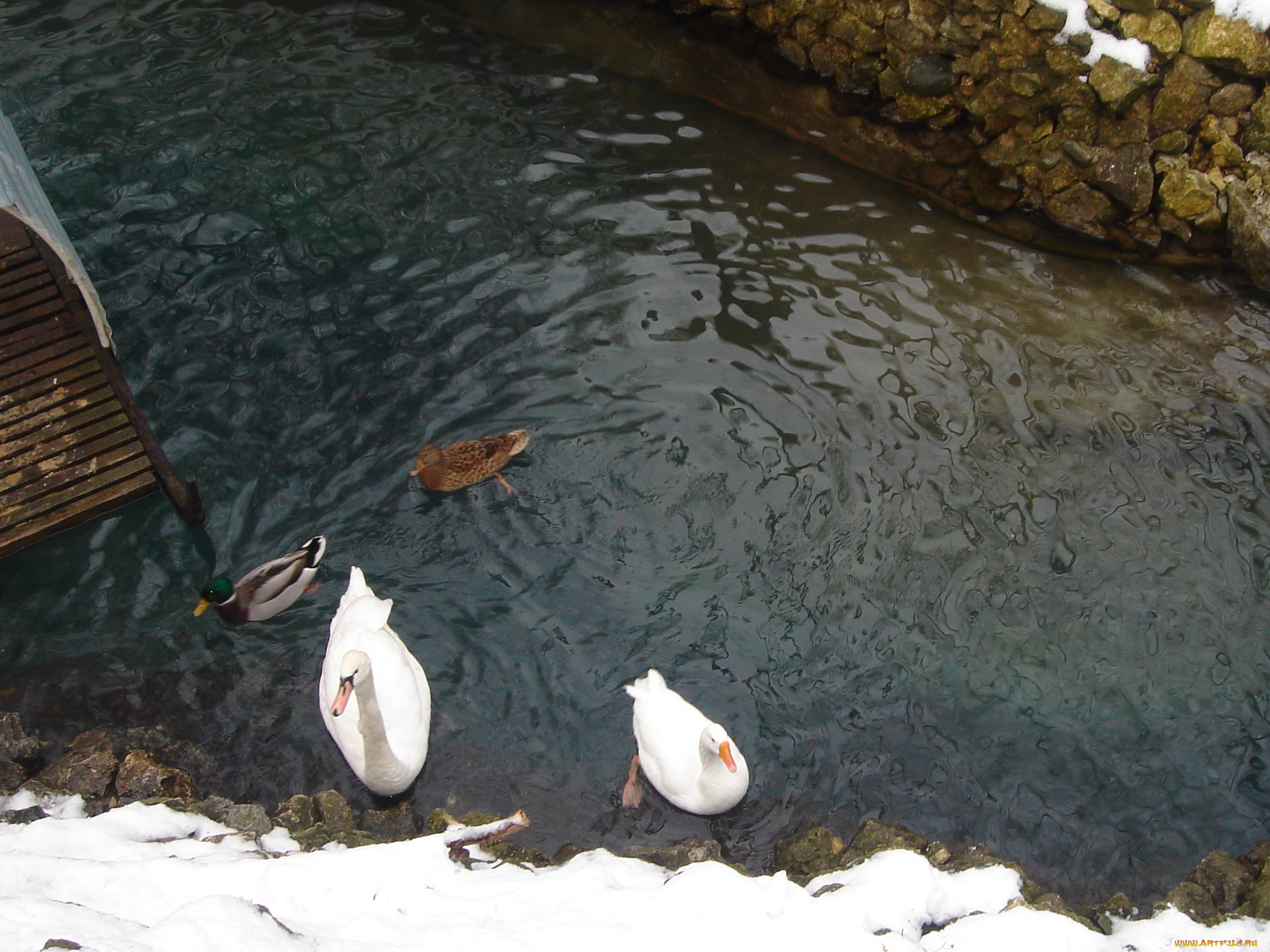 животные, птицы