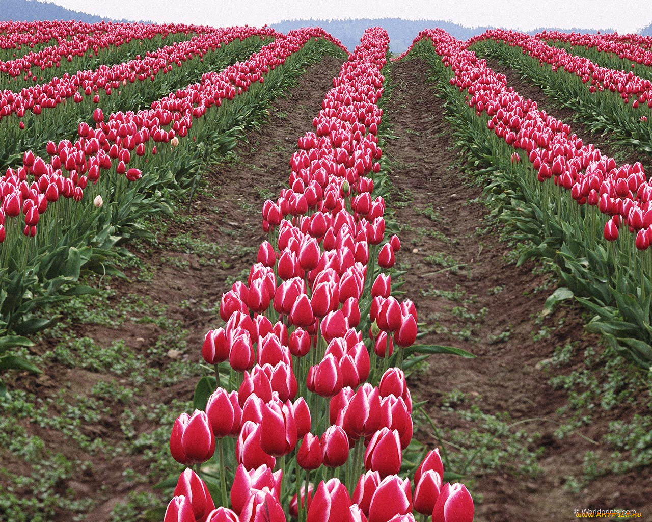 поле, цветы, тюльпаны