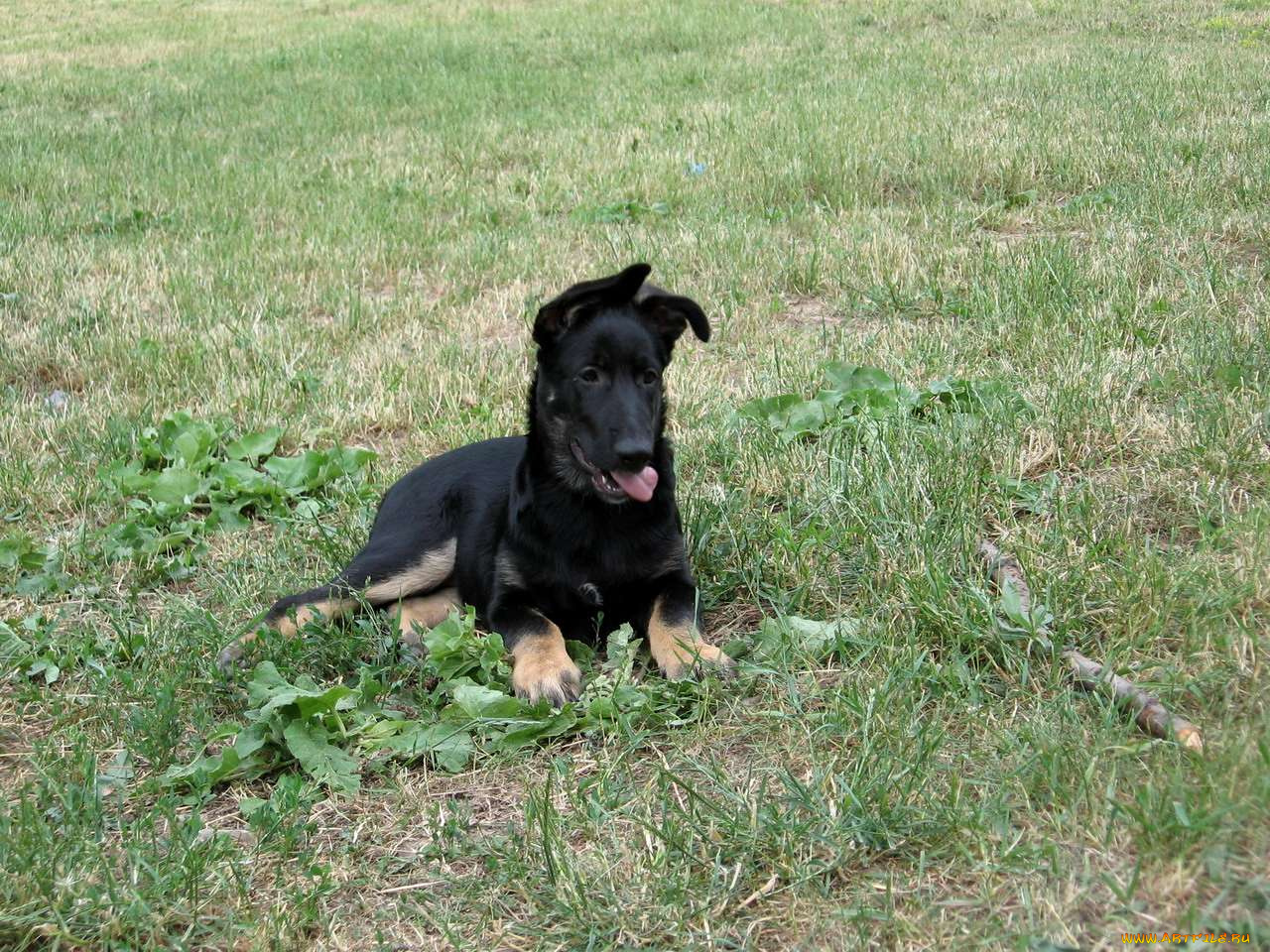 амур, животные, собаки