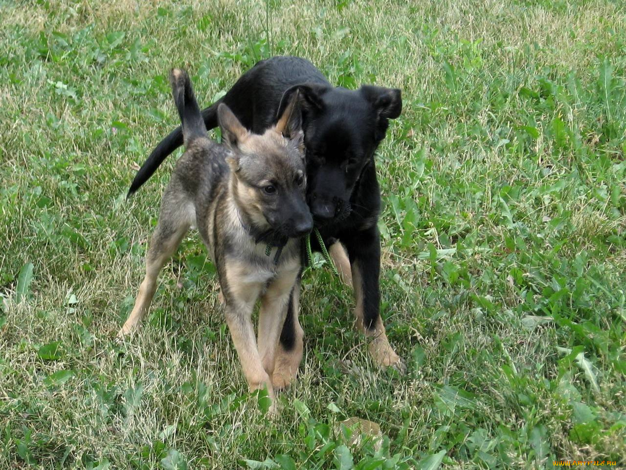 друзья, животные, собаки