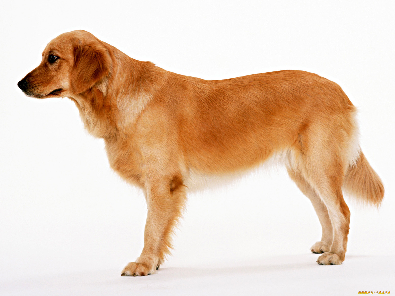 животные, собаки