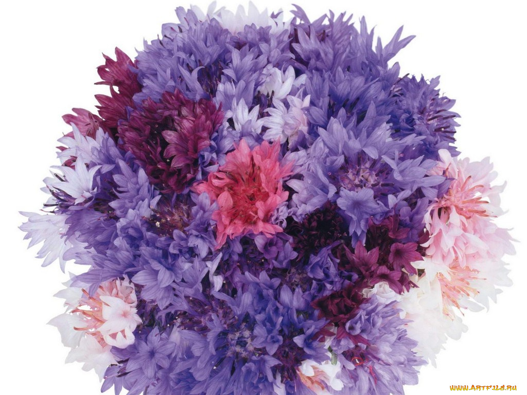 цветы, васильки