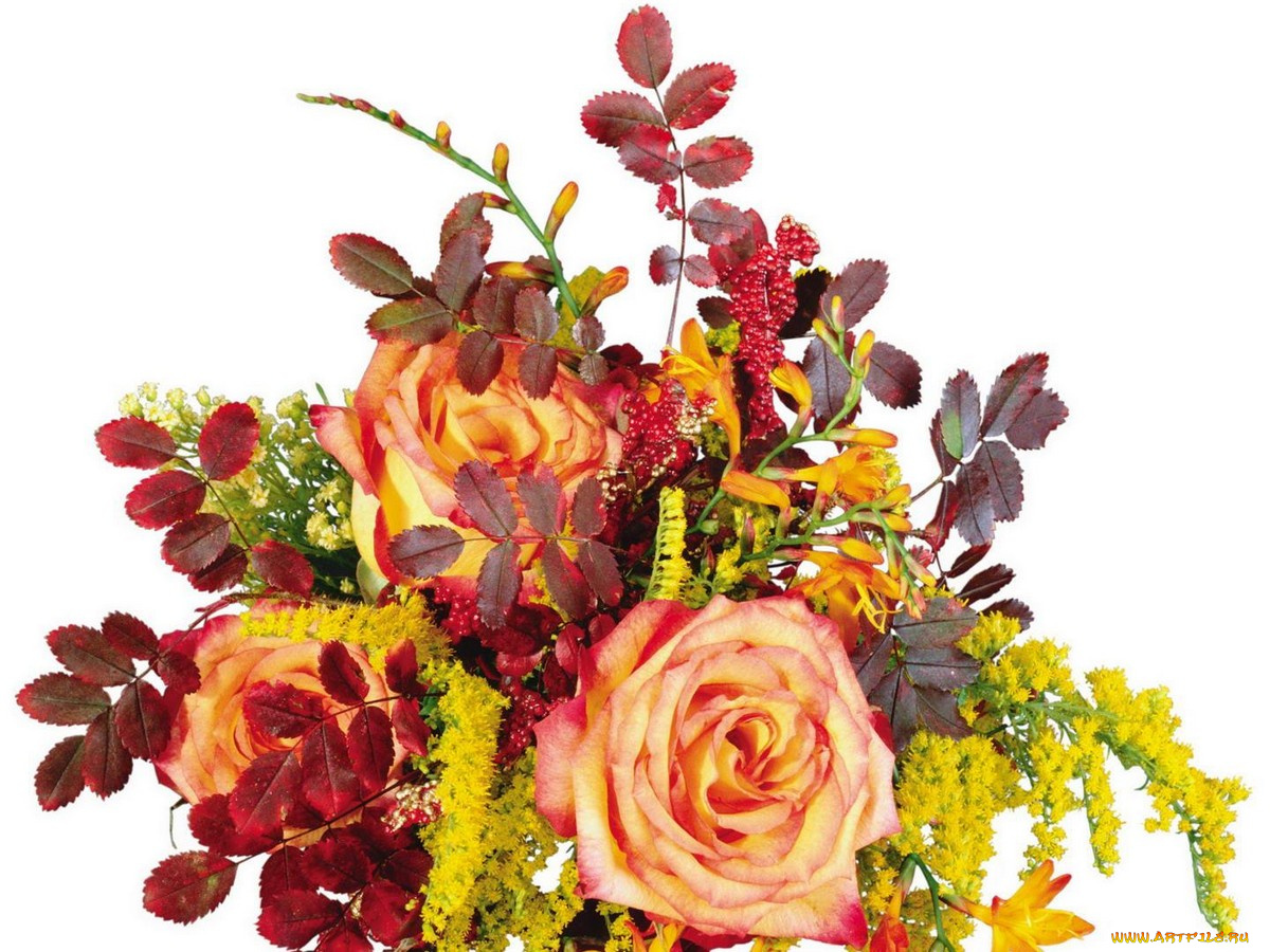 цветы, букеты, композиции