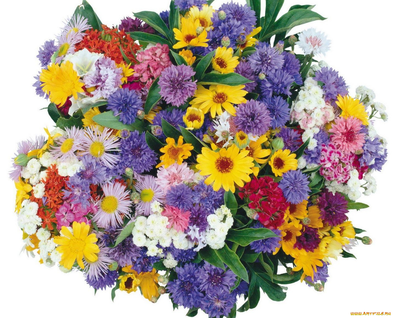 цветы, букеты, композиции