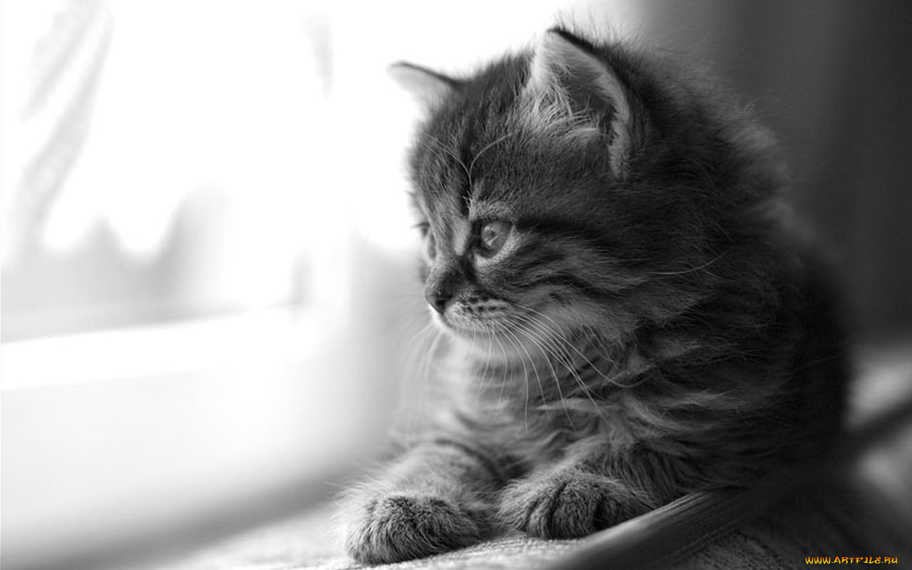 животные, коты