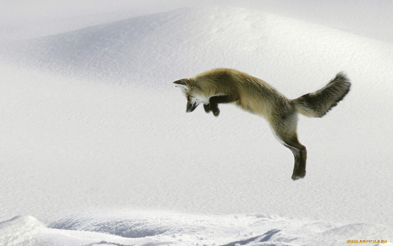 животные, лисы