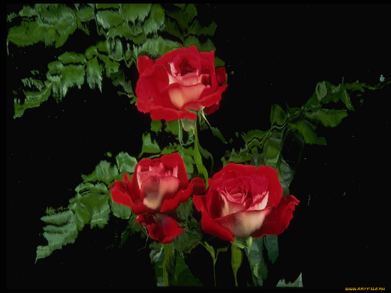 цветы, розы