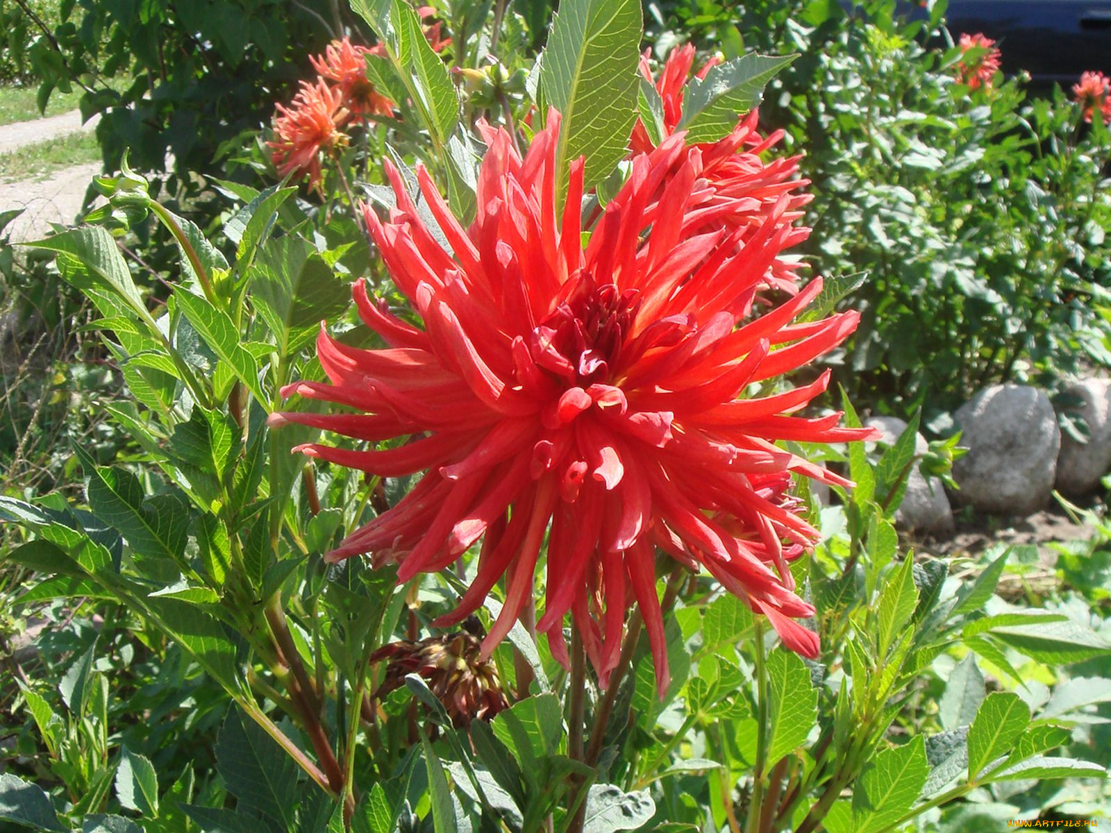 цветы, георгины