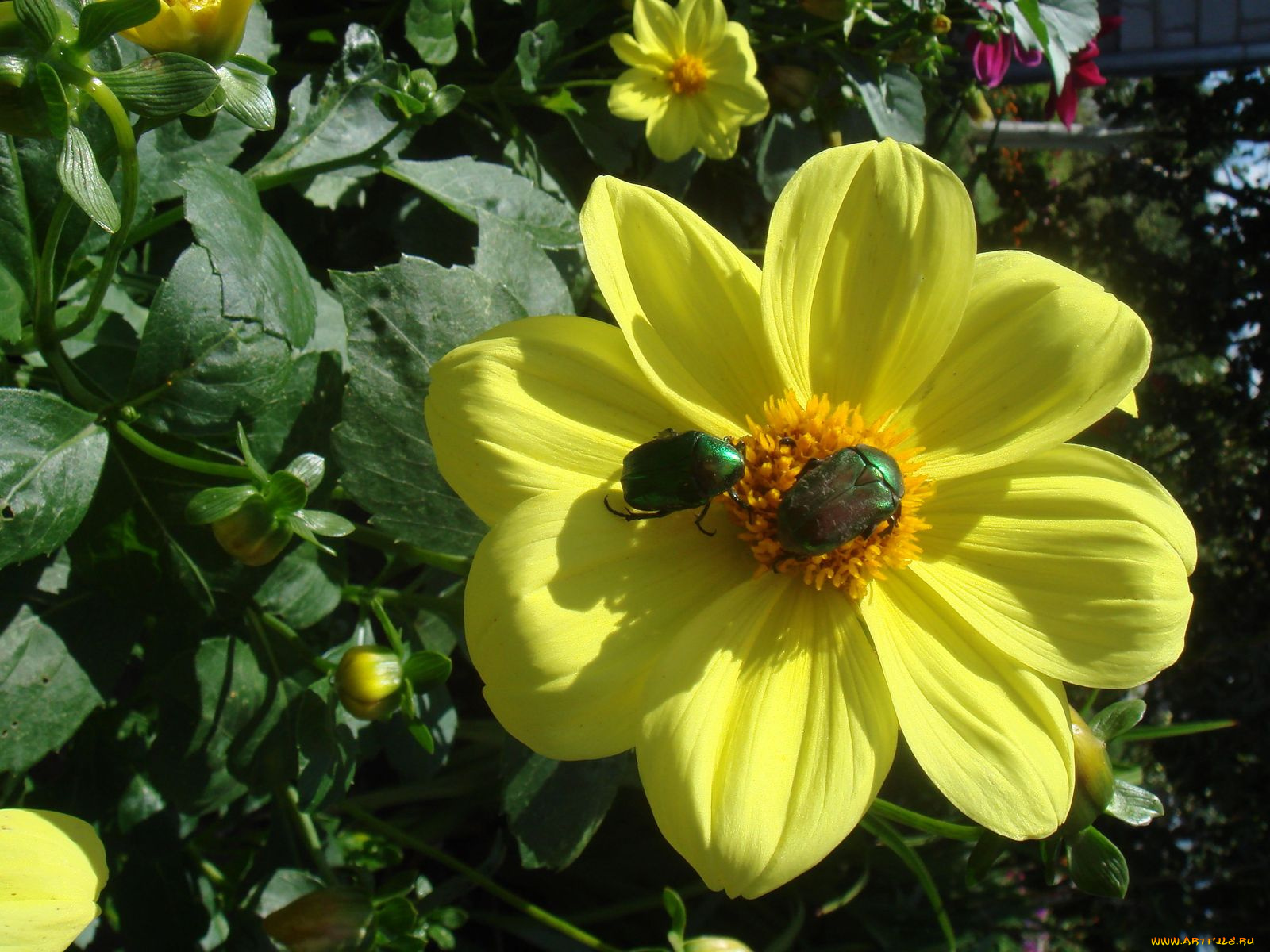 цветы, георгины