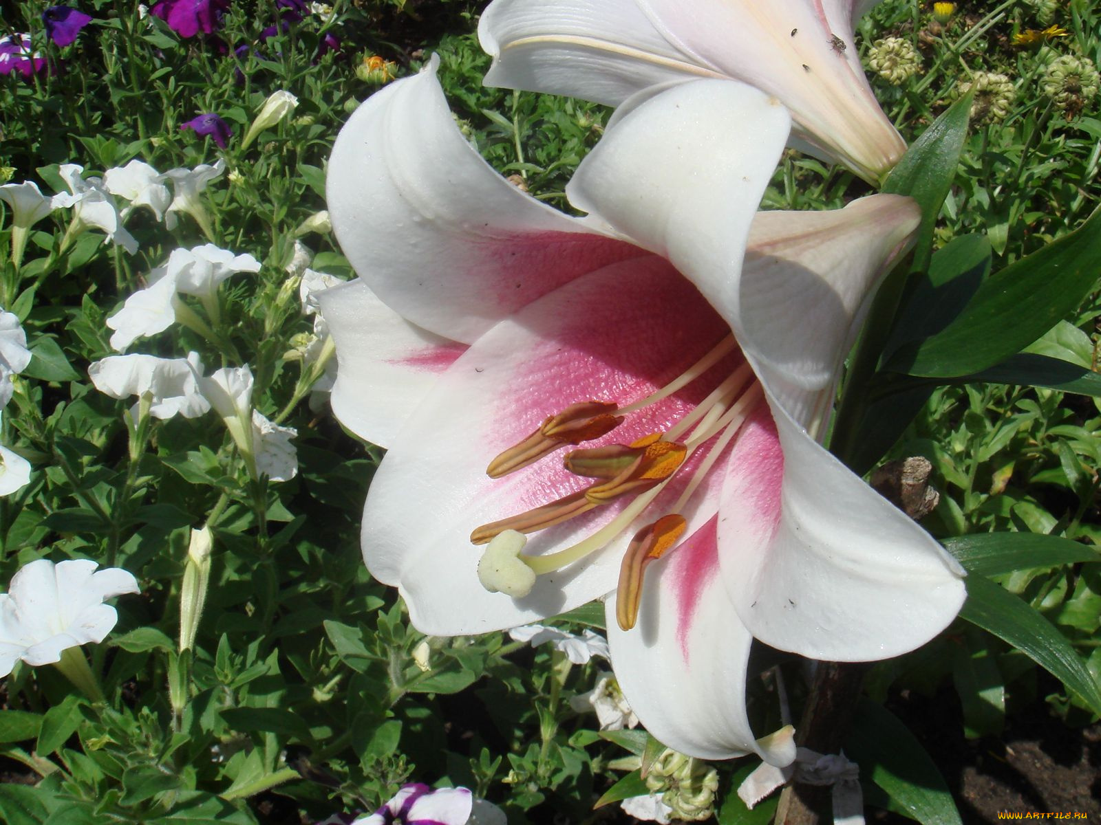 цветы, лилии, лилейники