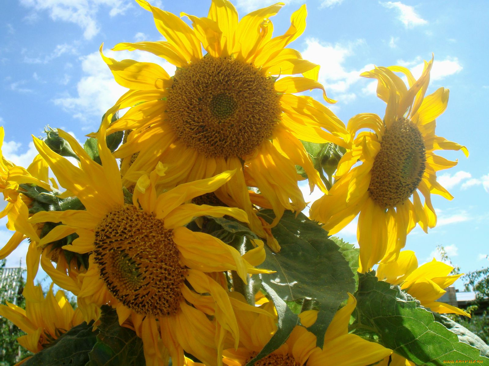 цветы, подсолнухи