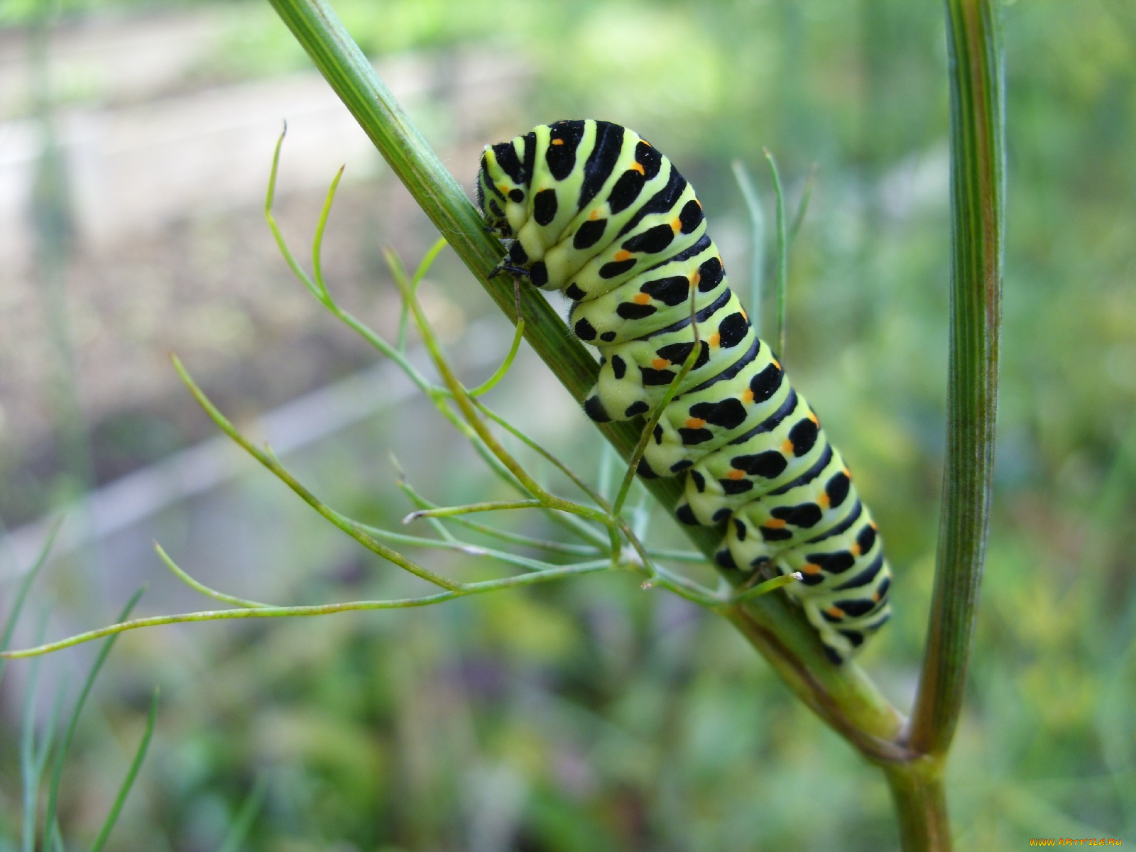 животные, гусеницы