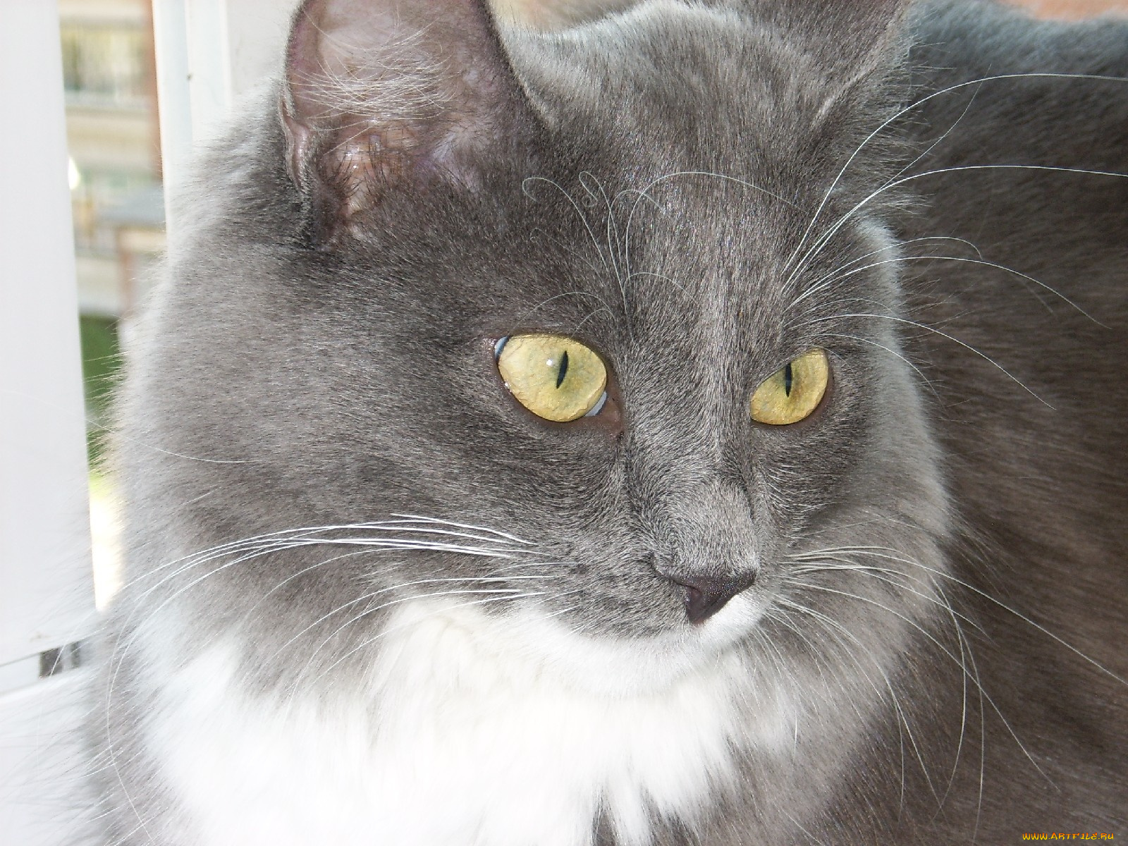 животные, коты