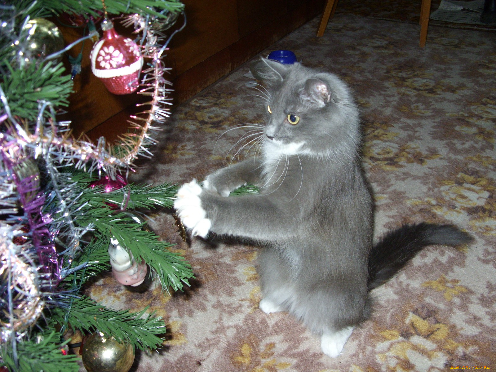 животные, коты