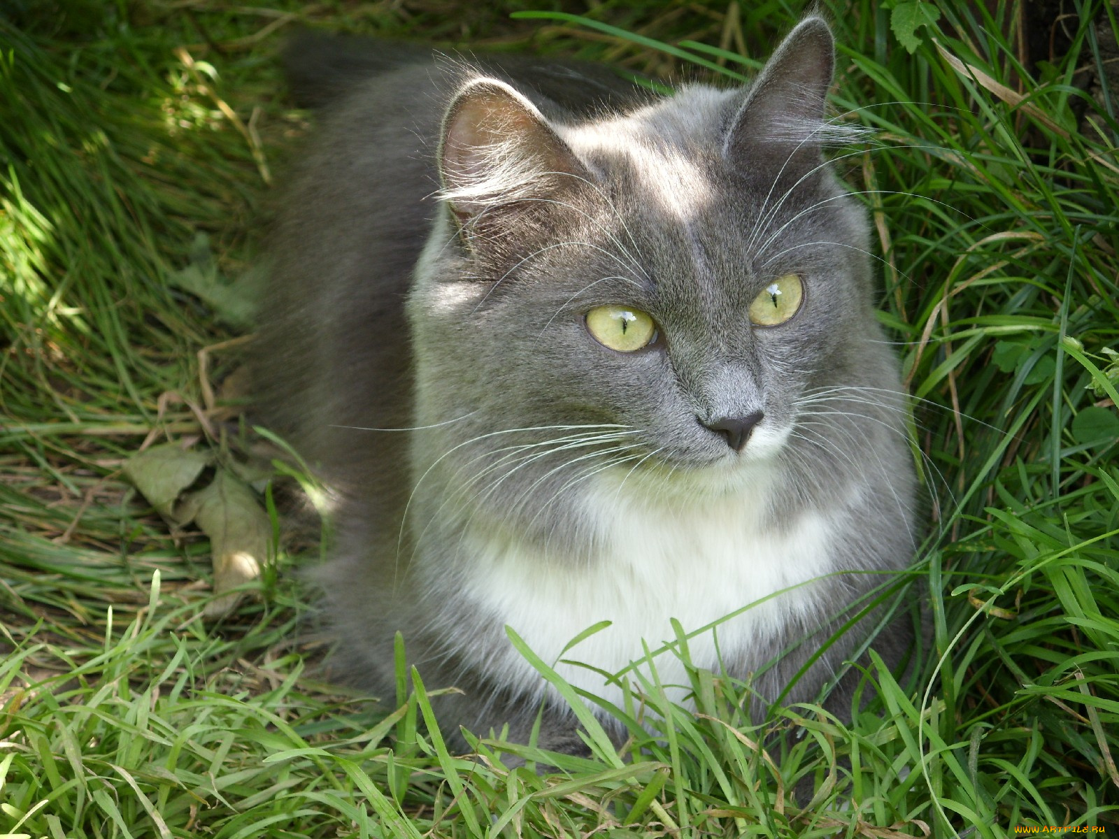 животные, коты