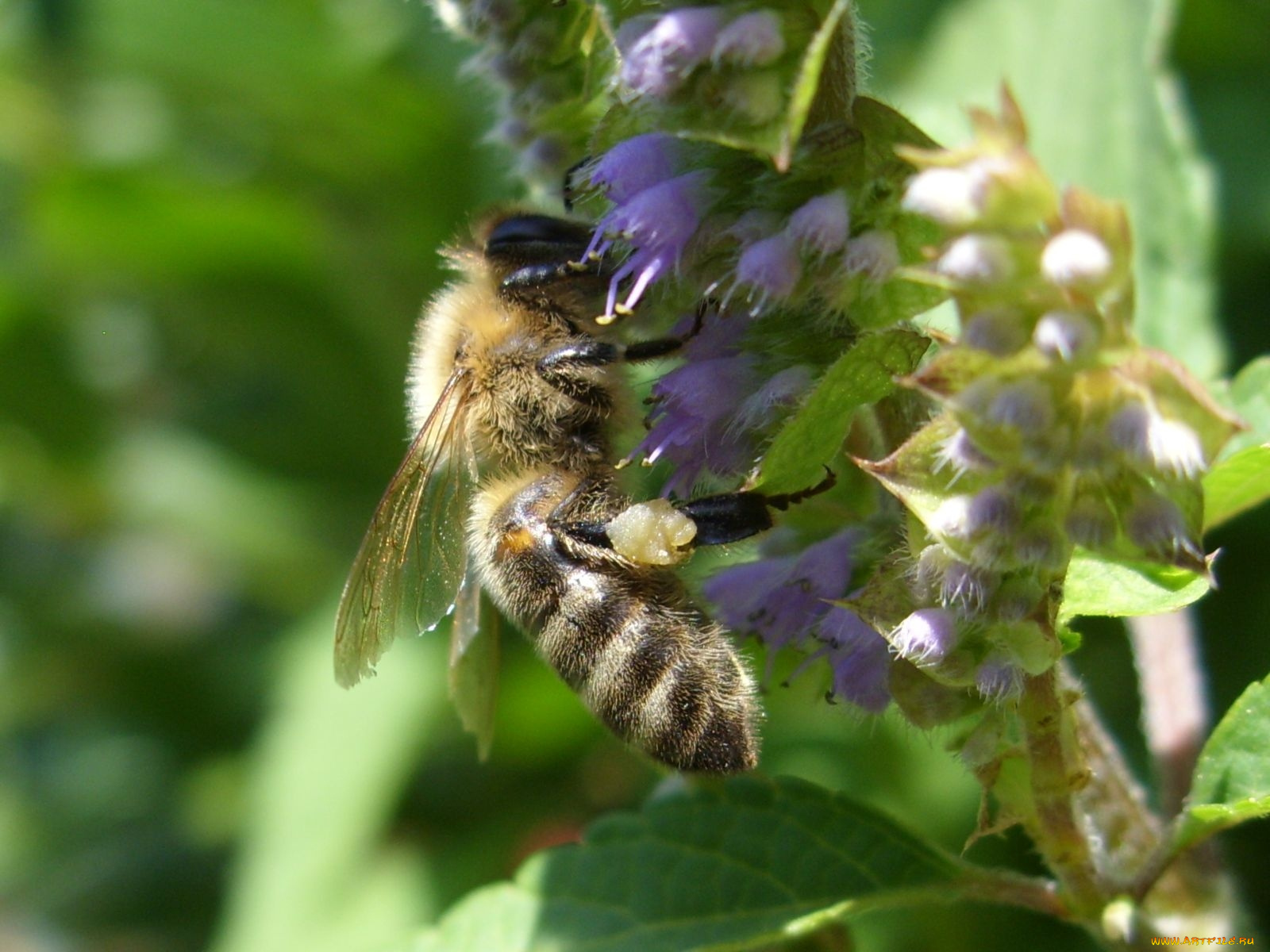 животные, пчелы, осы, шмели