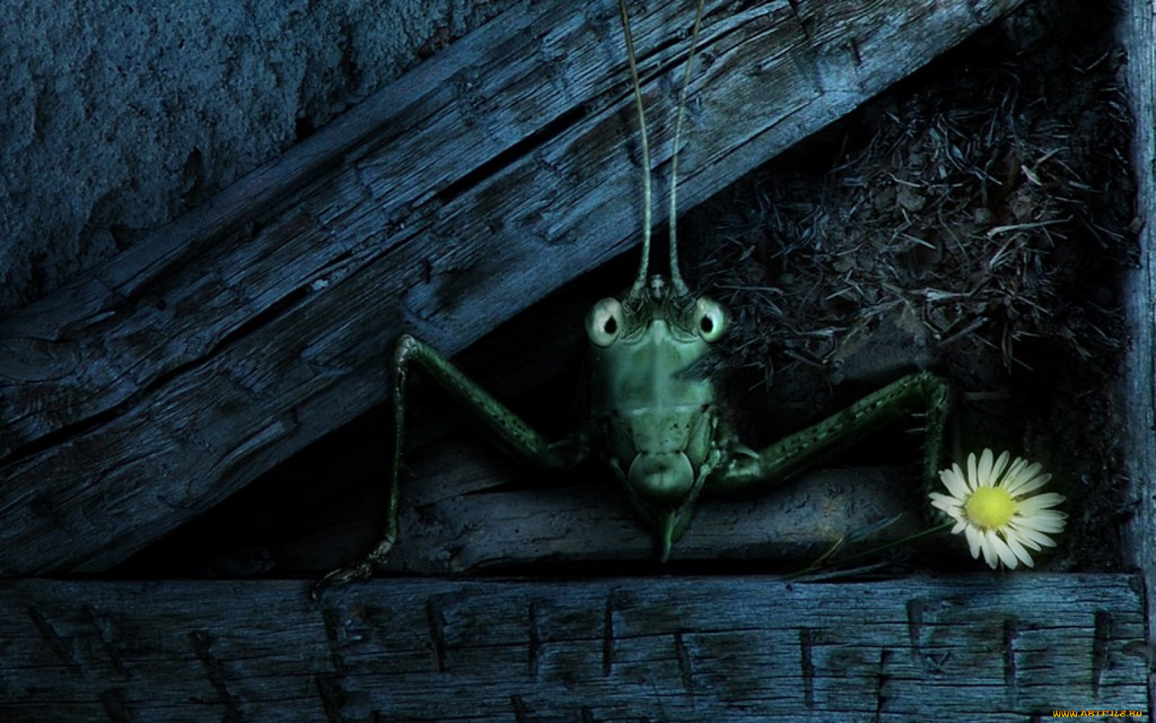 рисованные, животные