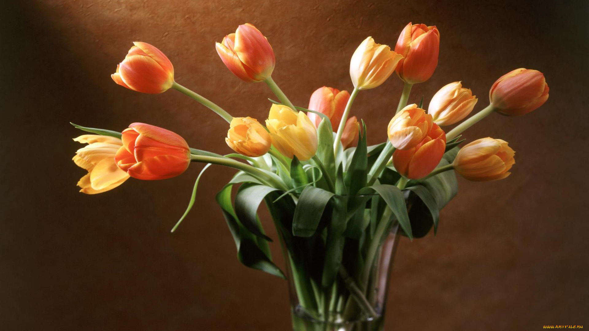 цветы, тюльпаны