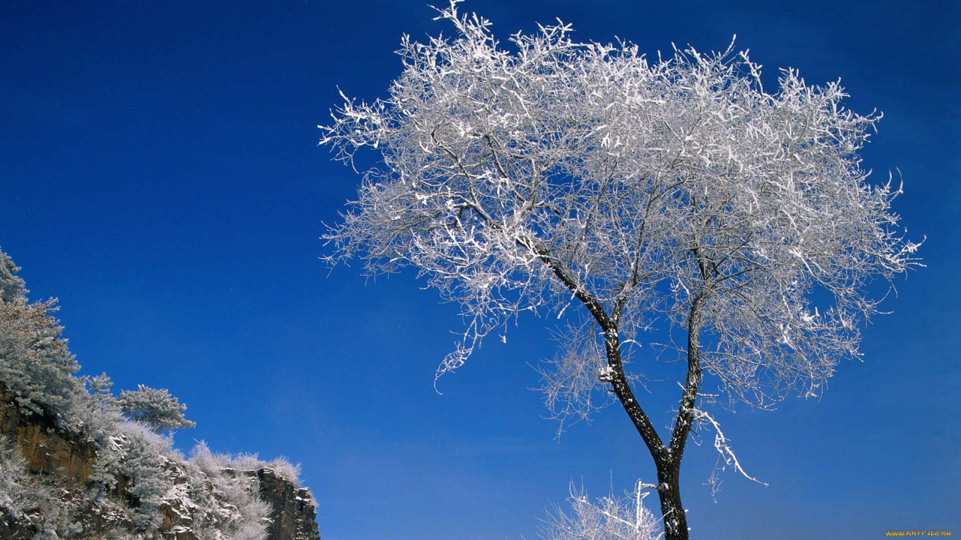 природа, деревья