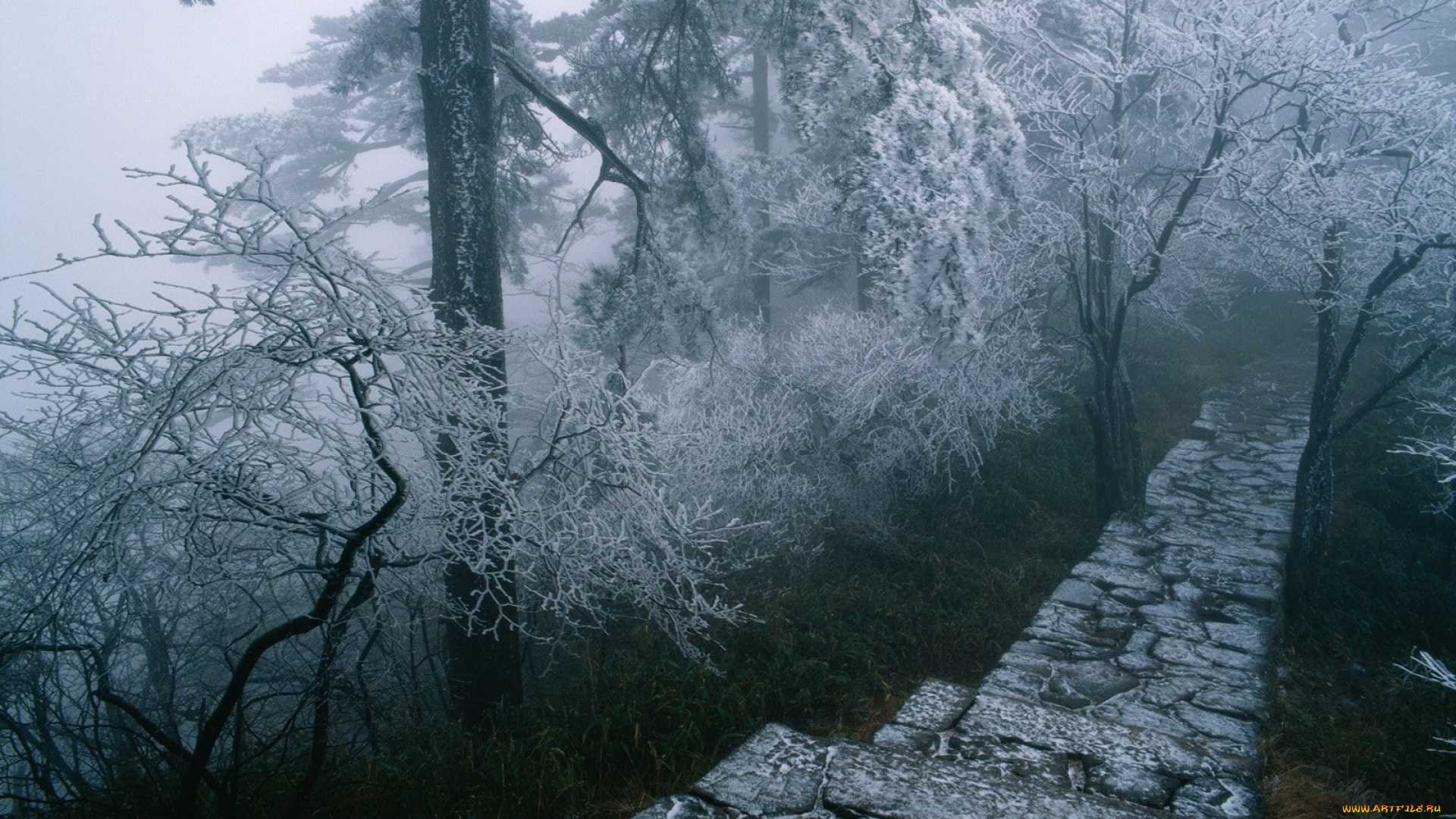 природа, деревья