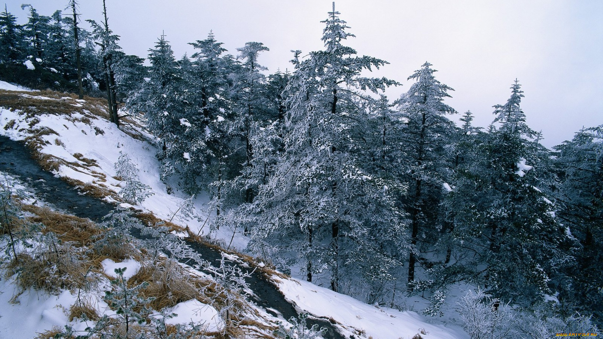 природа, деревья