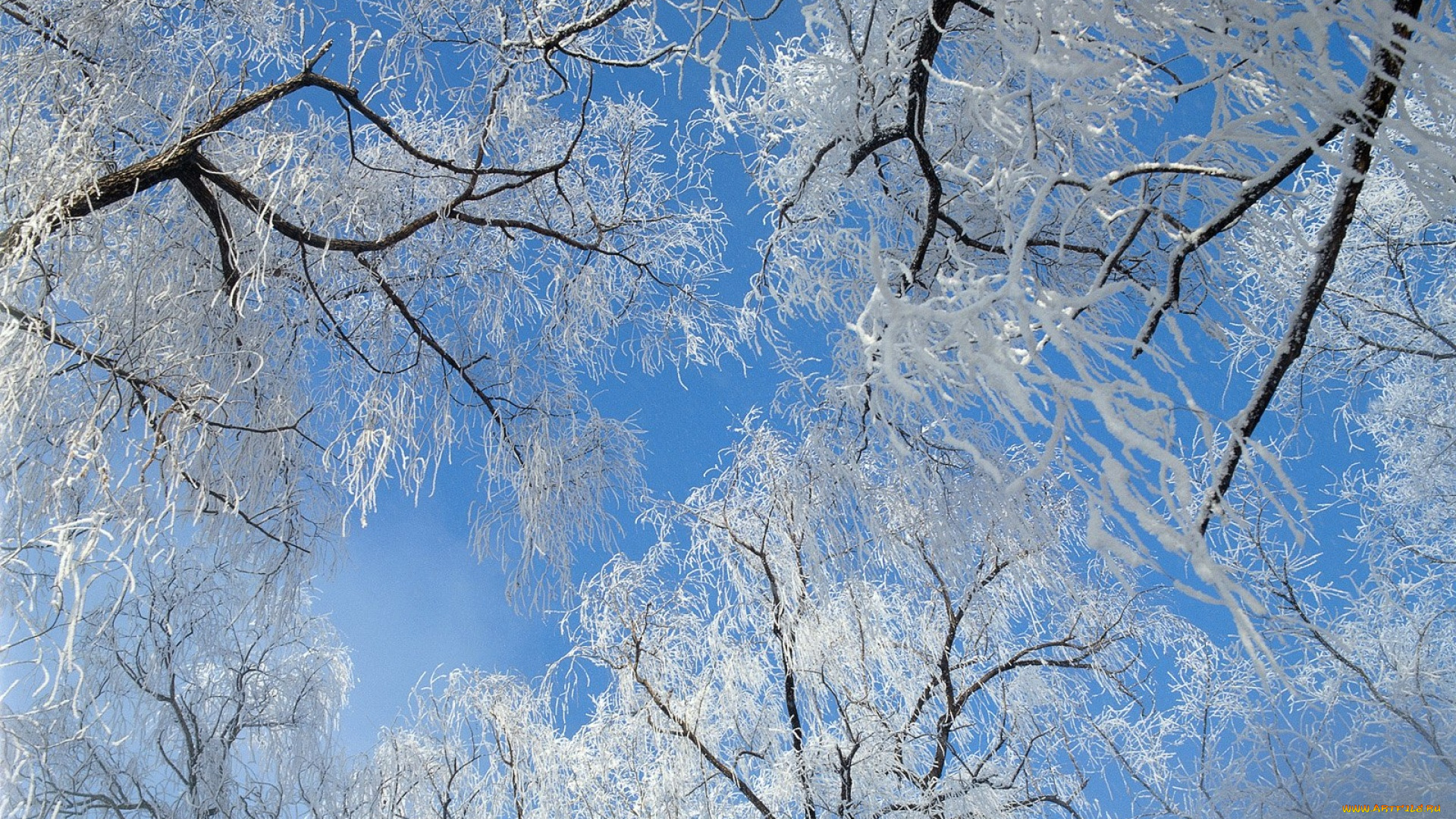 природа, деревья