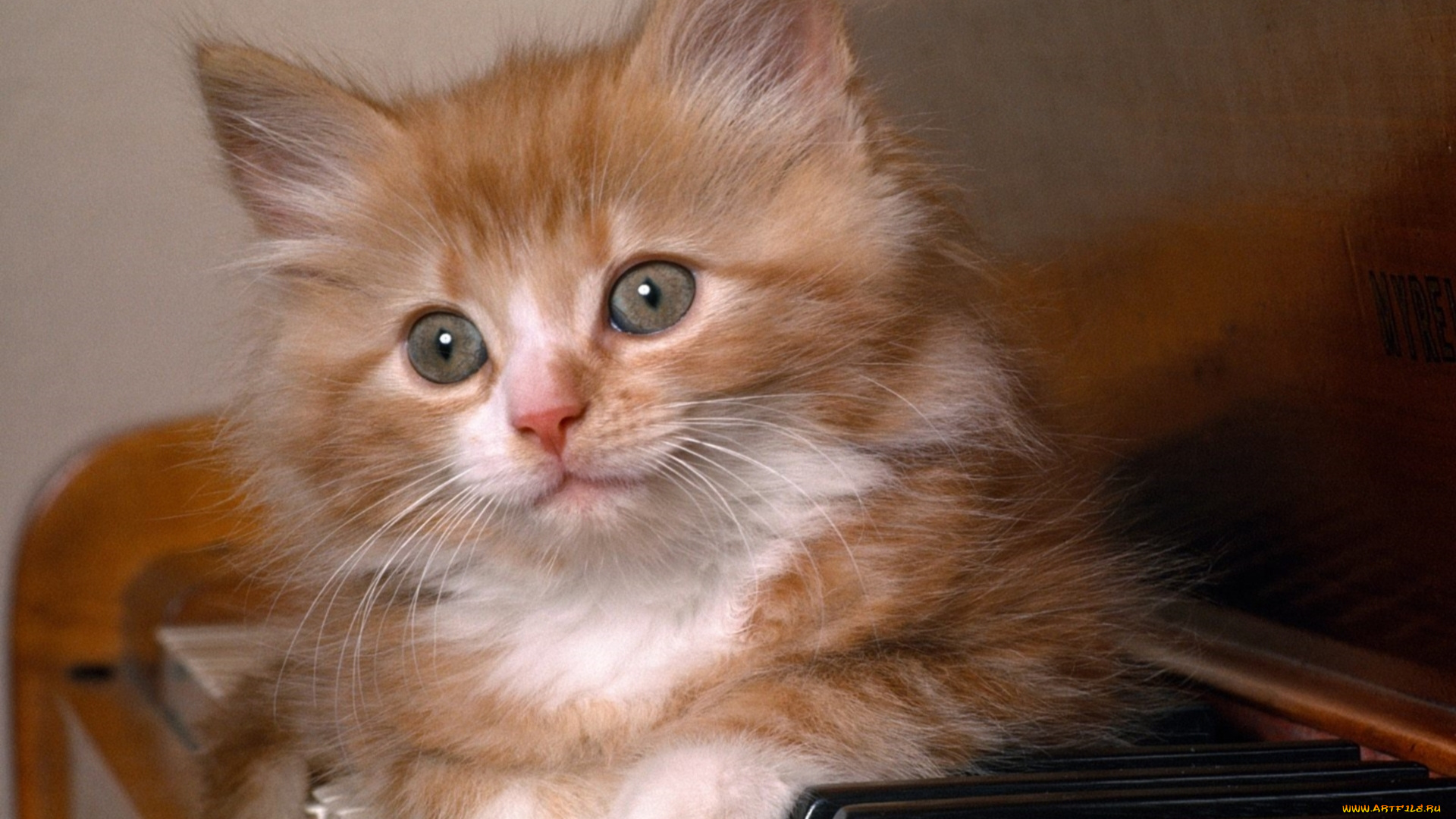 животные, коты