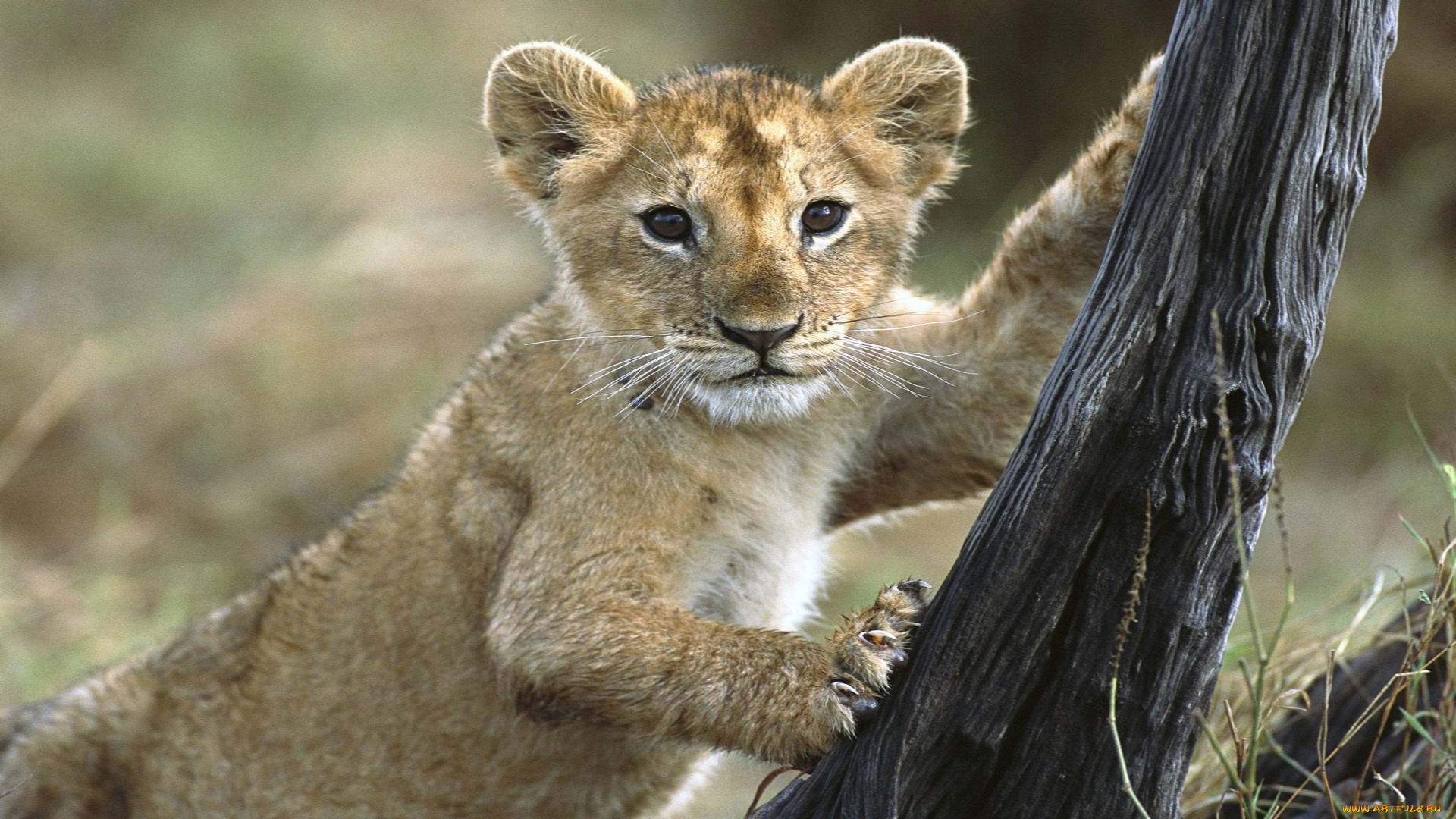 животные, львы