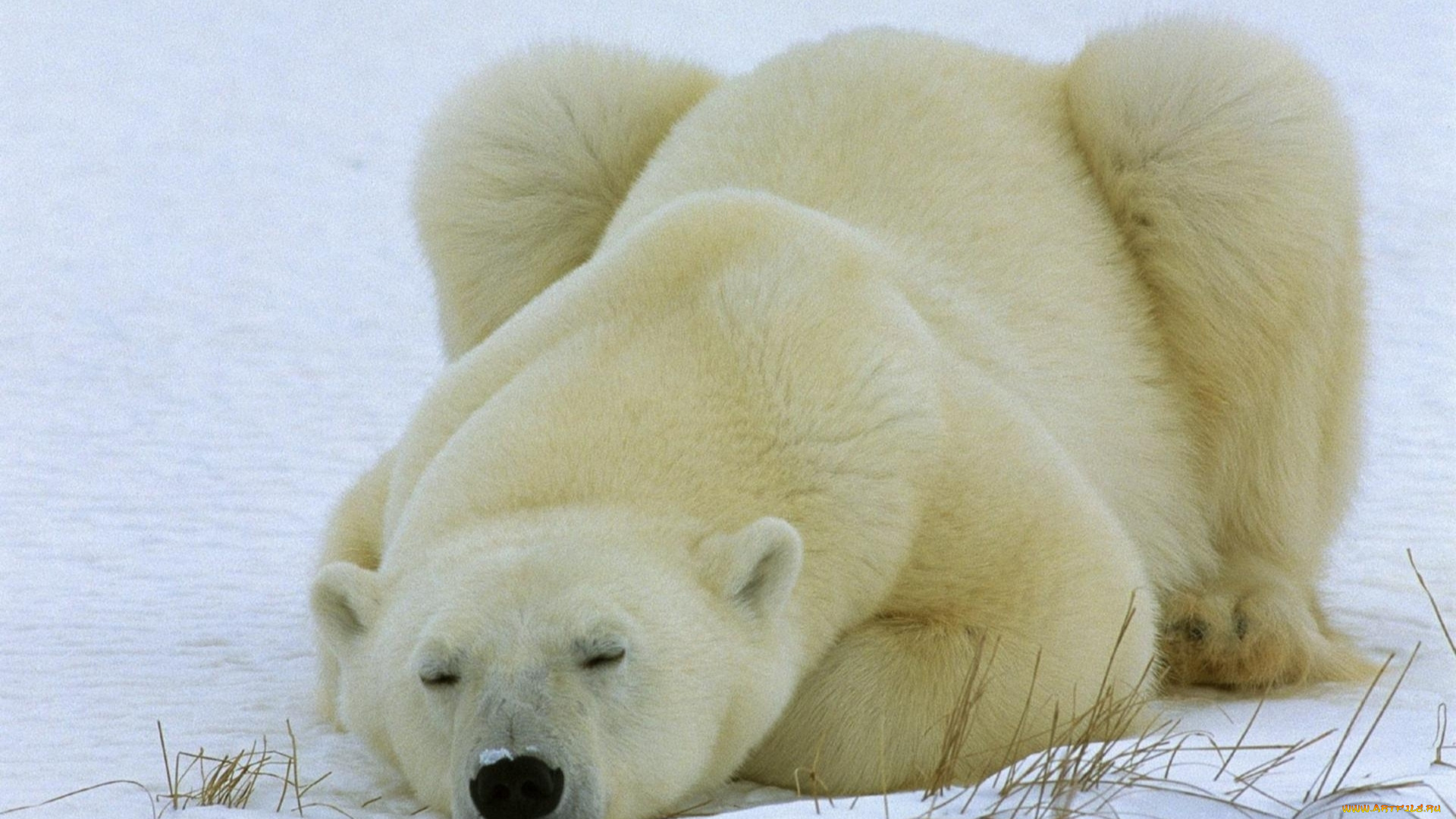 животные, медведи